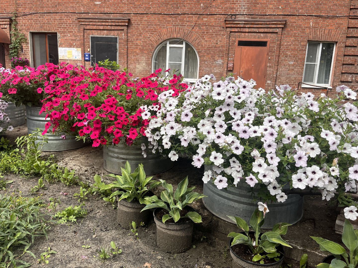 шатура, Цветы,