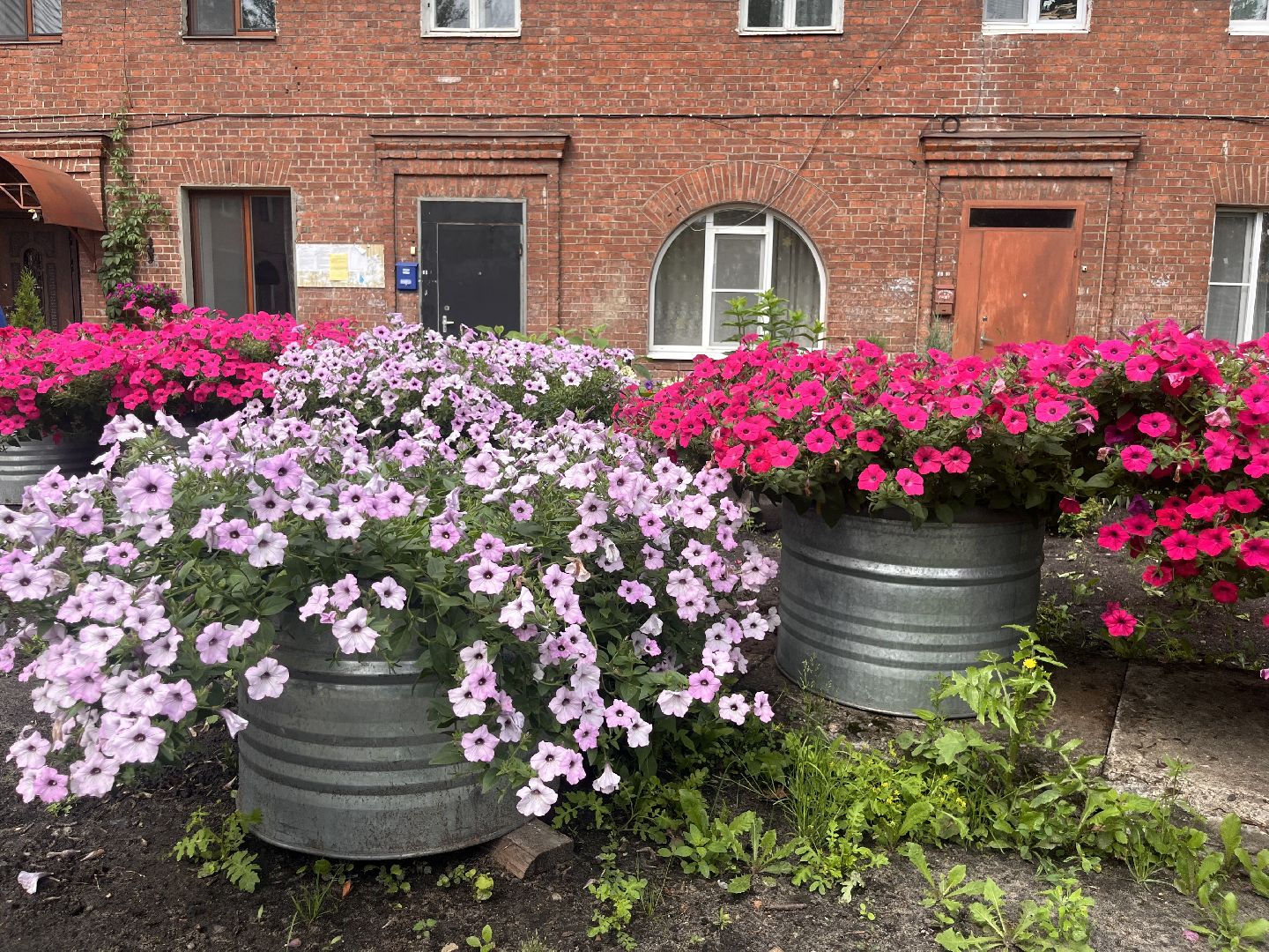 шатура, Цветы,