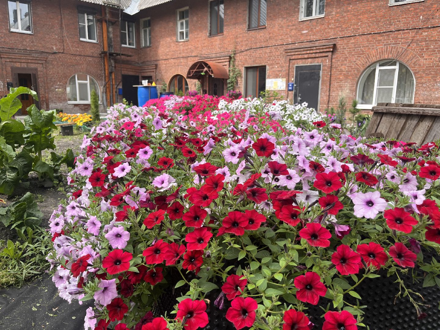 шатура, Цветы,