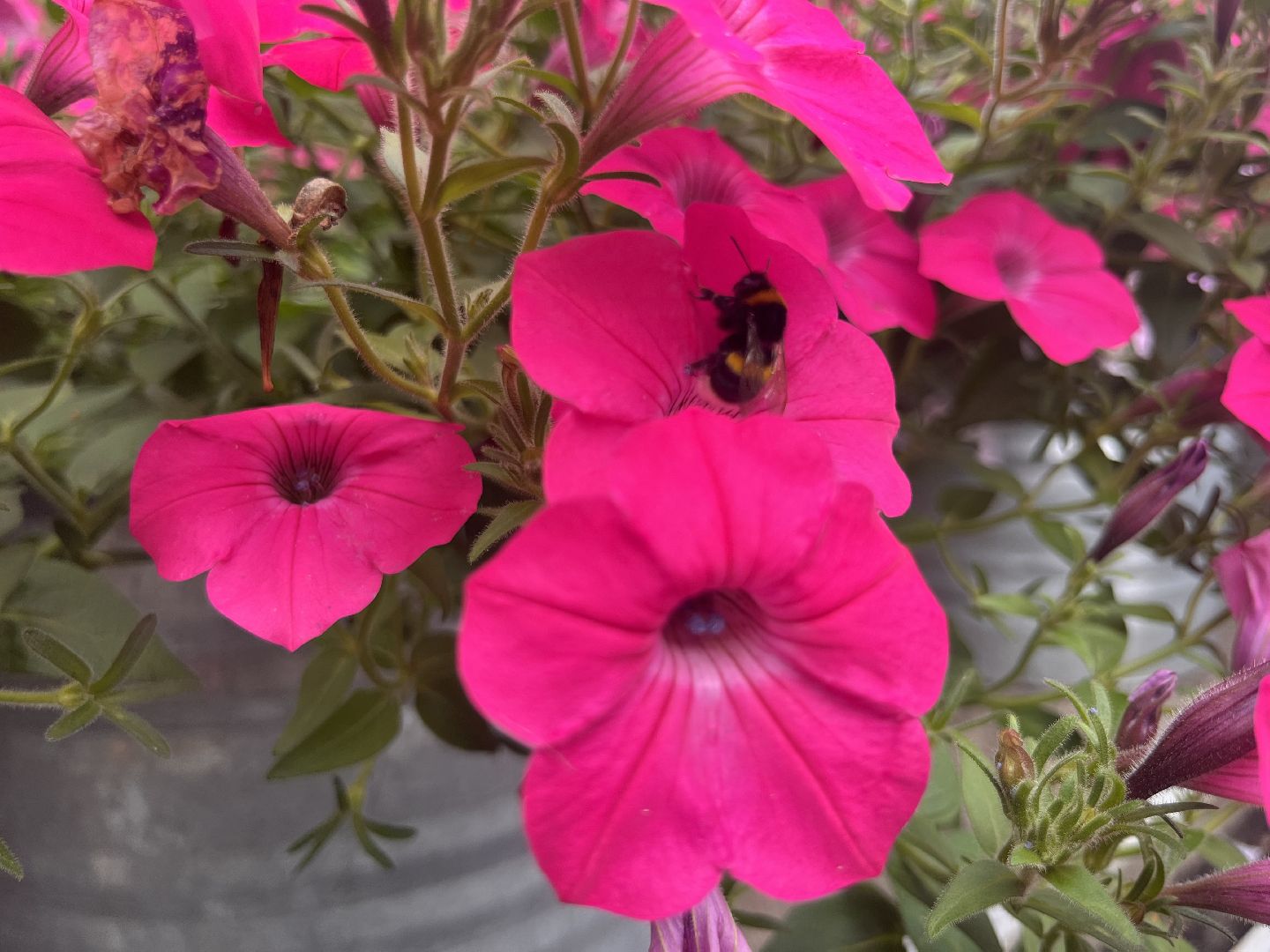 шатура, Цветы,