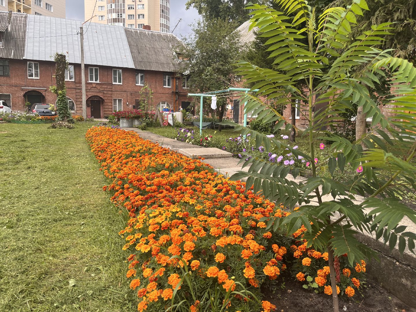 шатура, Цветы,