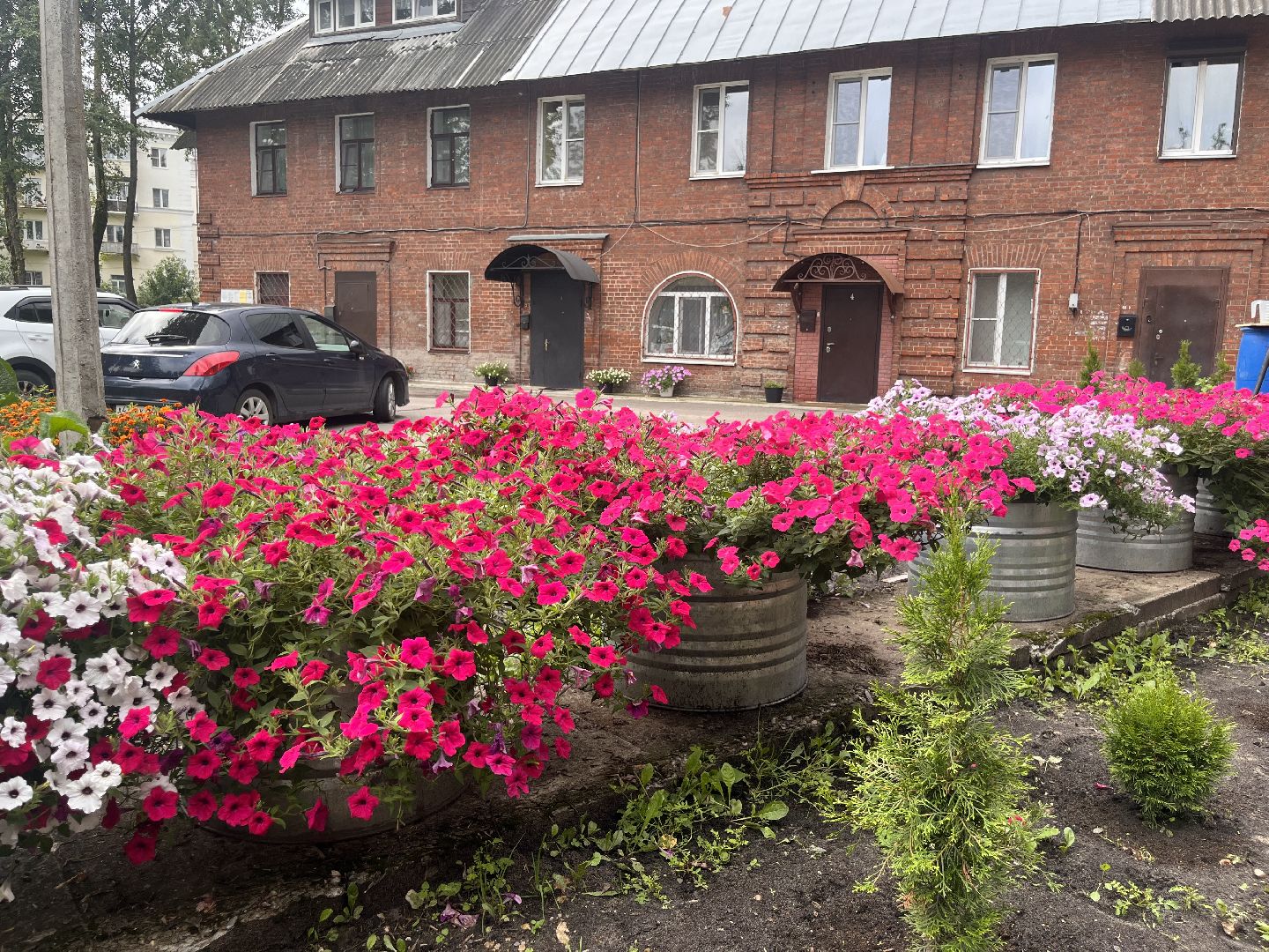 шатура, Цветы,