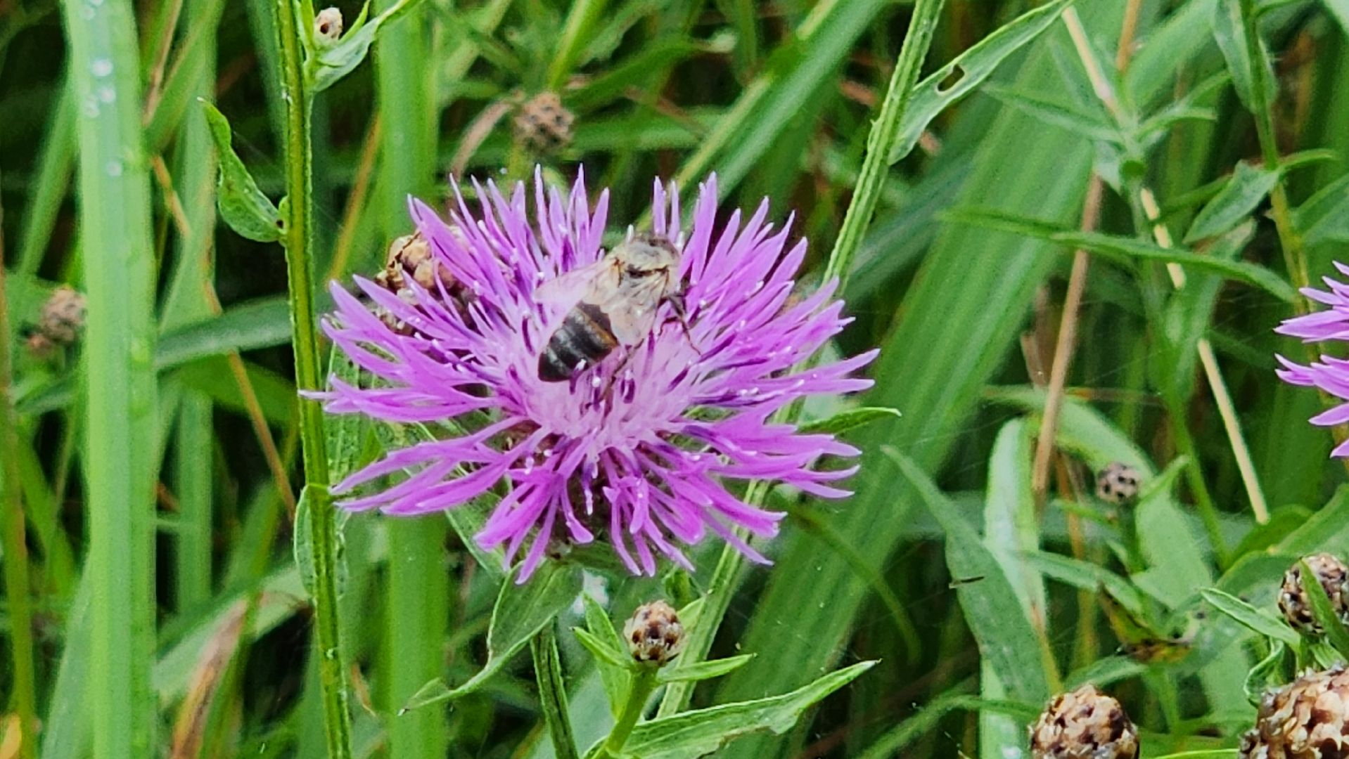 солнечногорск, пасека, заовражье, сельское хозяйство, мед,