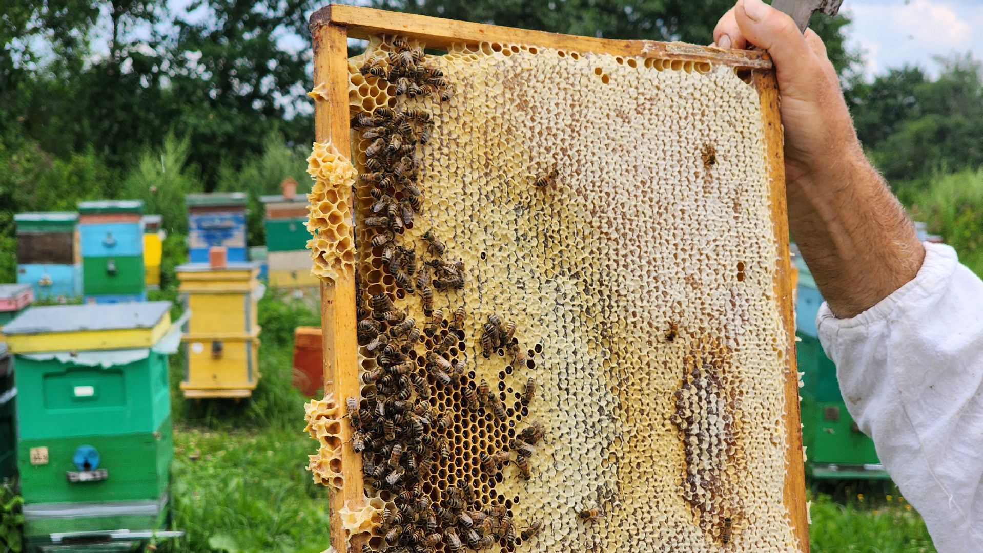 солнечногорск, пасека, заовражье, сельское хозяйство, мед,