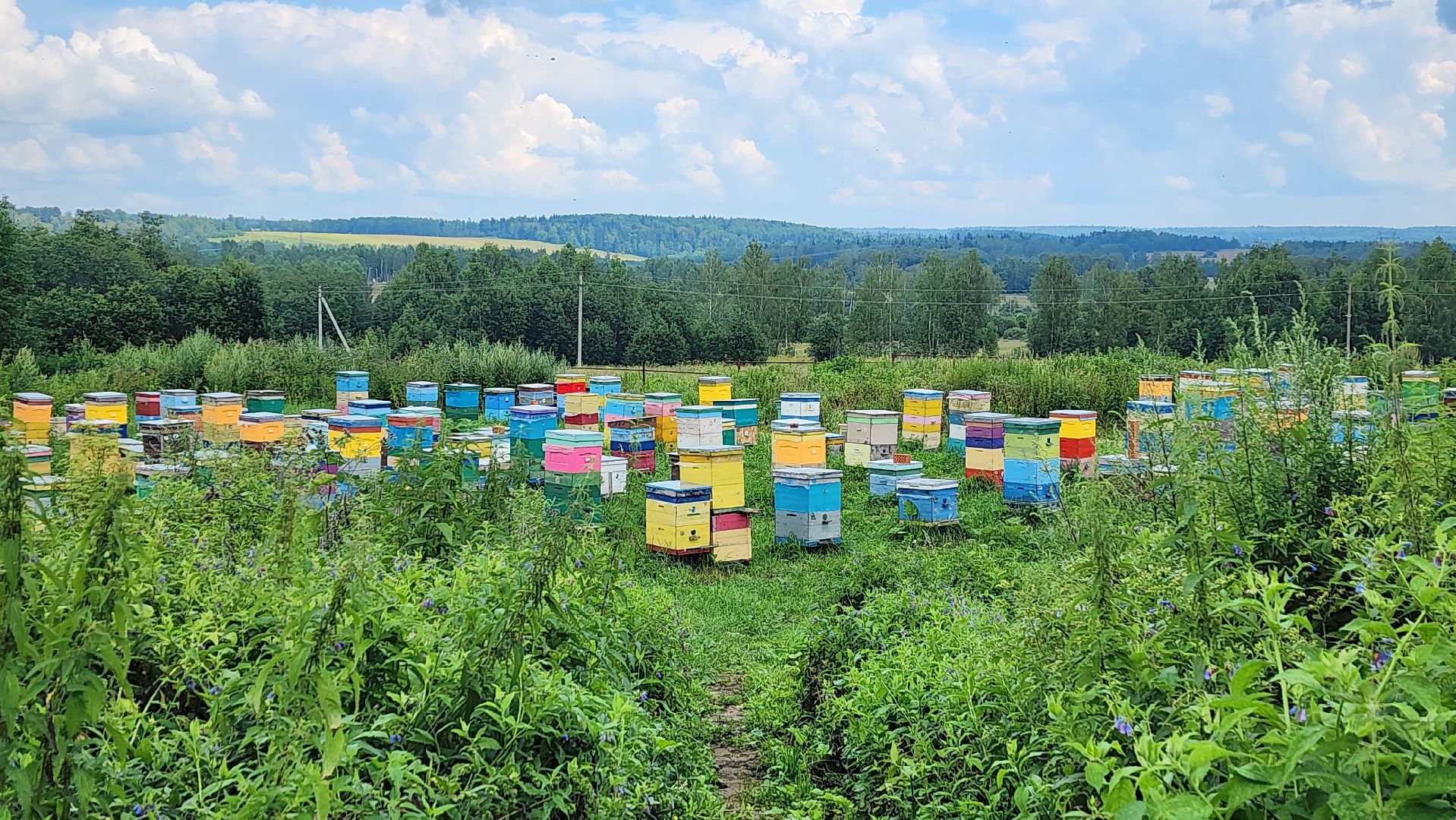 солнечногорск, пасека, заовражье, сельское хозяйство, мед,