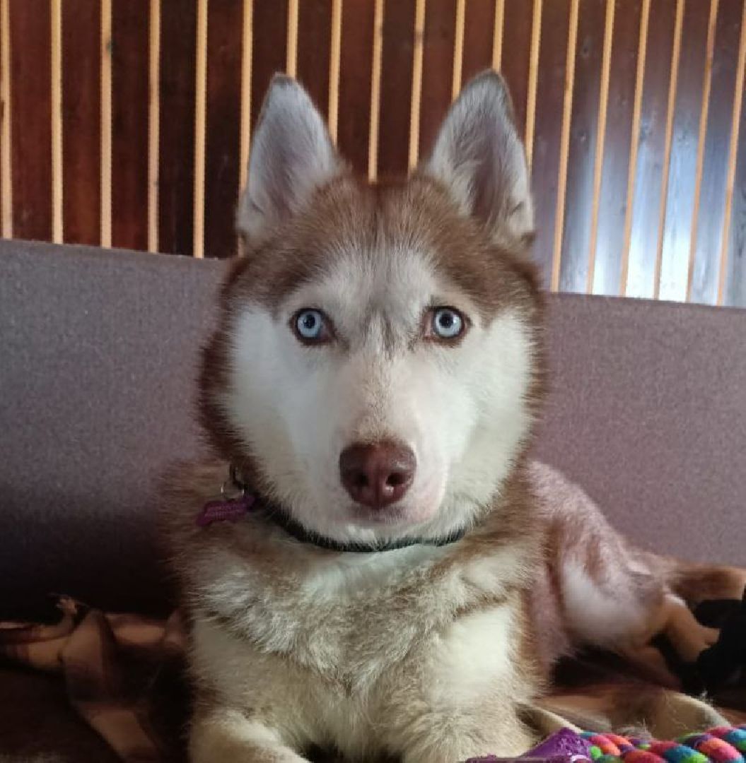 истра, помощь пострадавшим,