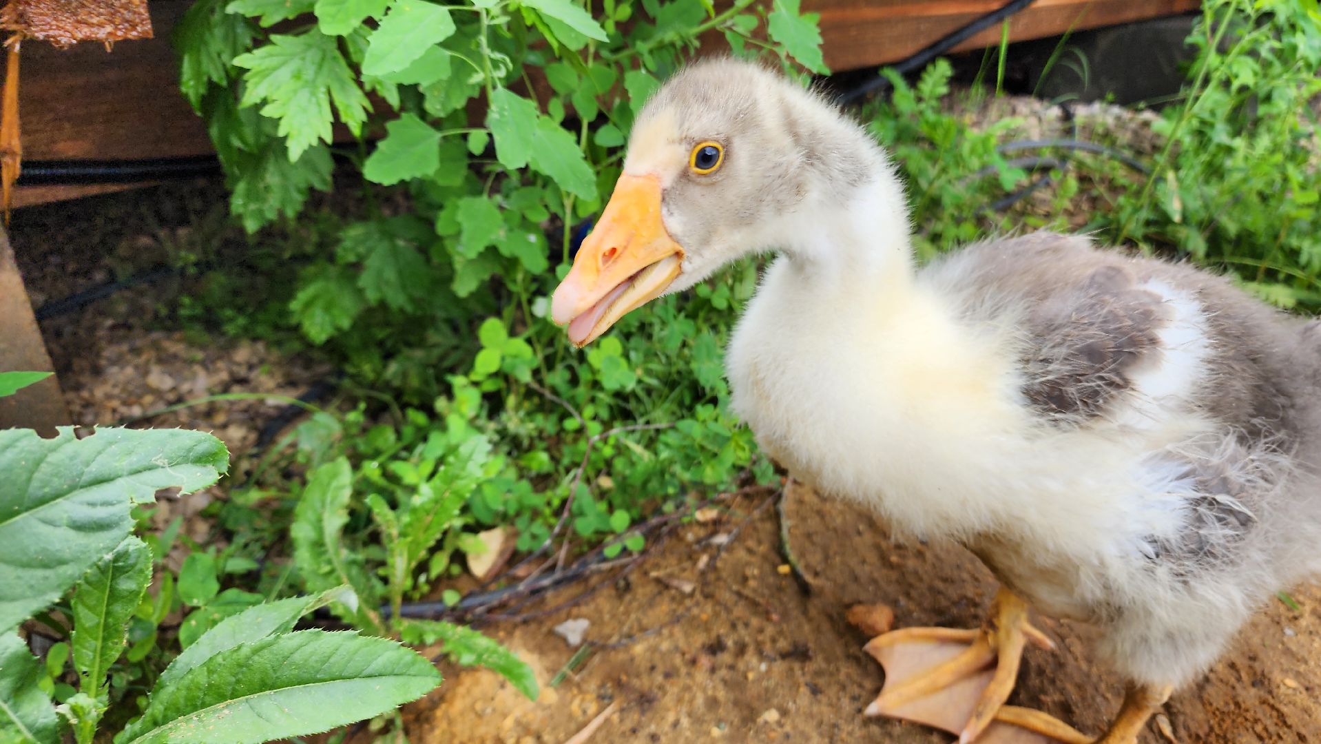 ступино, экопарк, туризм, лето в подмосковье,