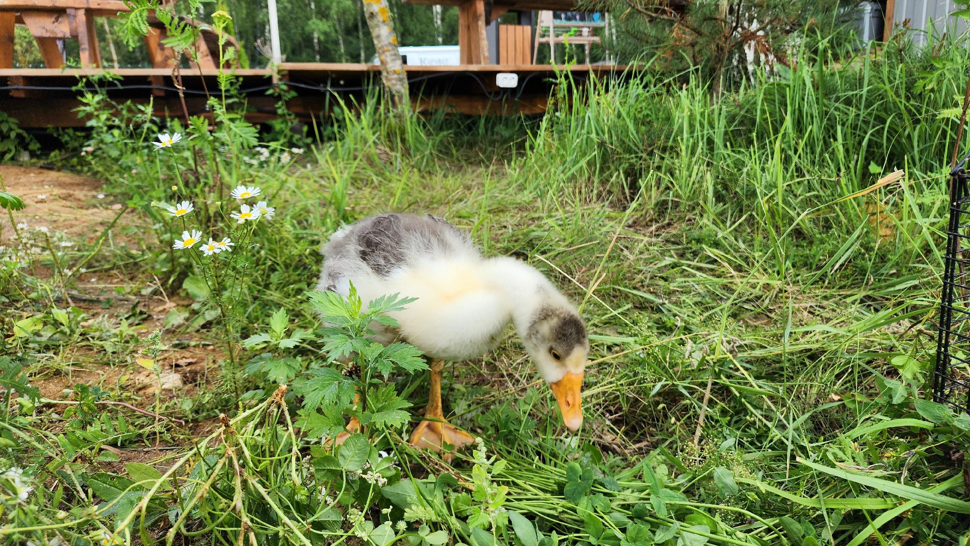 ступино, экопарк, туризм, лето в подмосковье,