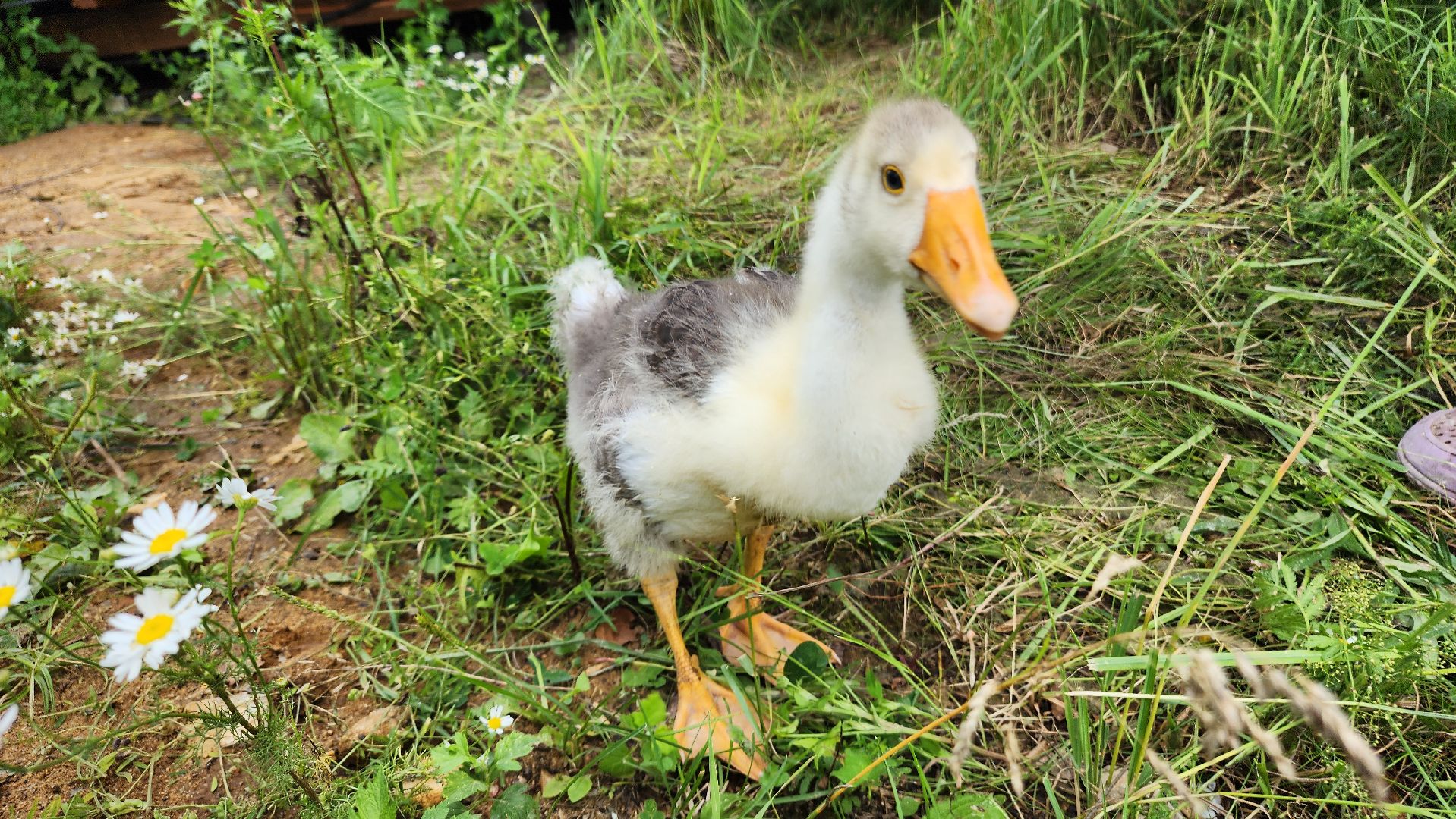 ступино, экопарк, туризм, лето в подмосковье,