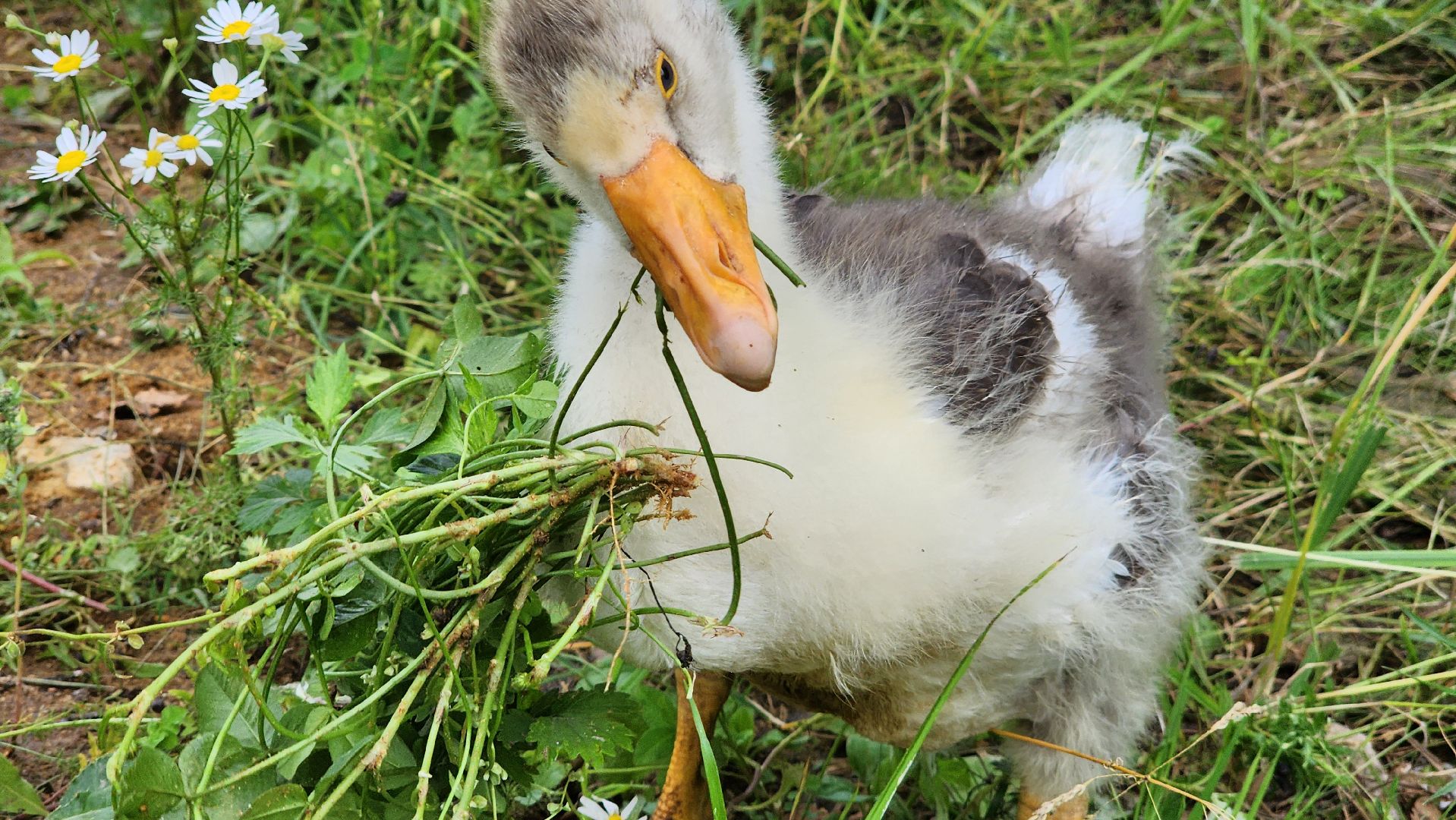 ступино, экопарк, туризм, лето в подмосковье,
