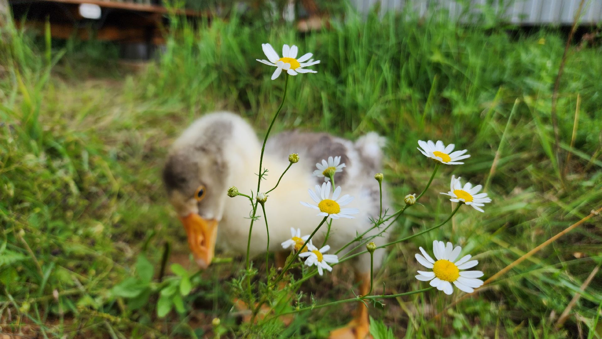 ступино, экопарк, туризм, лето в подмосковье,