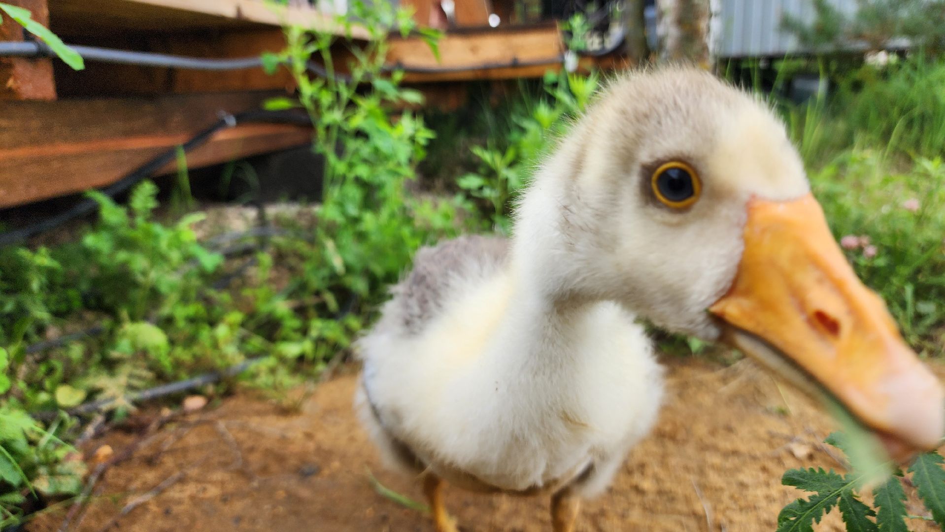 ступино, экопарк, туризм, лето в подмосковье,