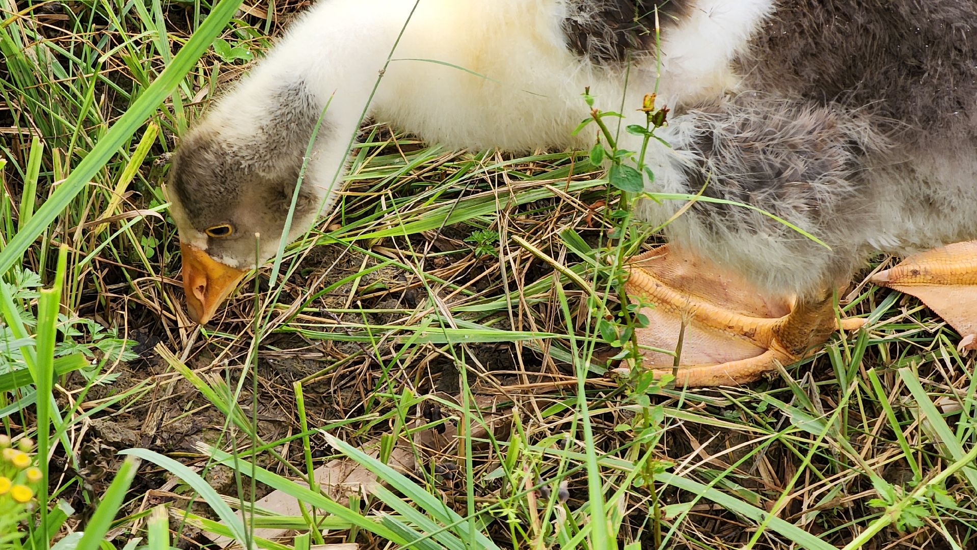 ступино, экопарк, туризм, лето в подмосковье,