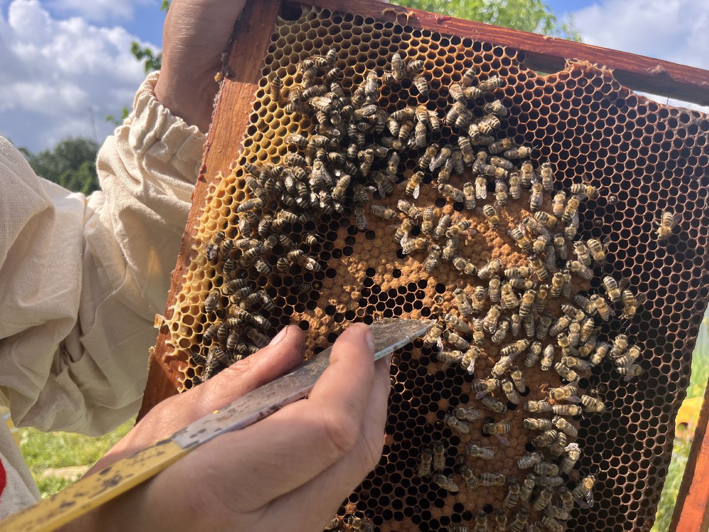 шатура, Шатура 2025, медосбор, Новости Шатуры , Шатура в лицах,