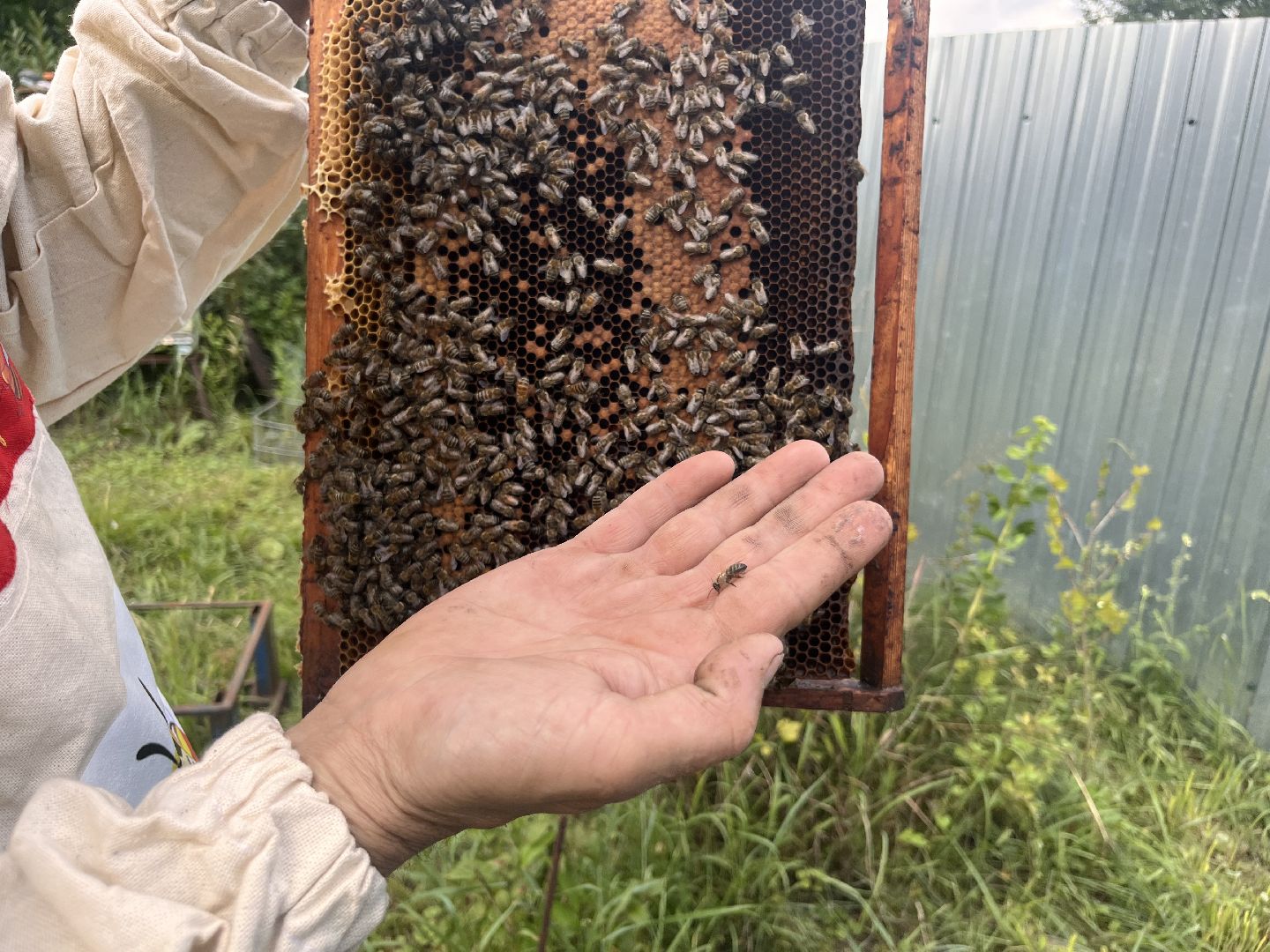 шатура, Шатура 2025, медосбор, Новости Шатуры , Шатура в лицах,