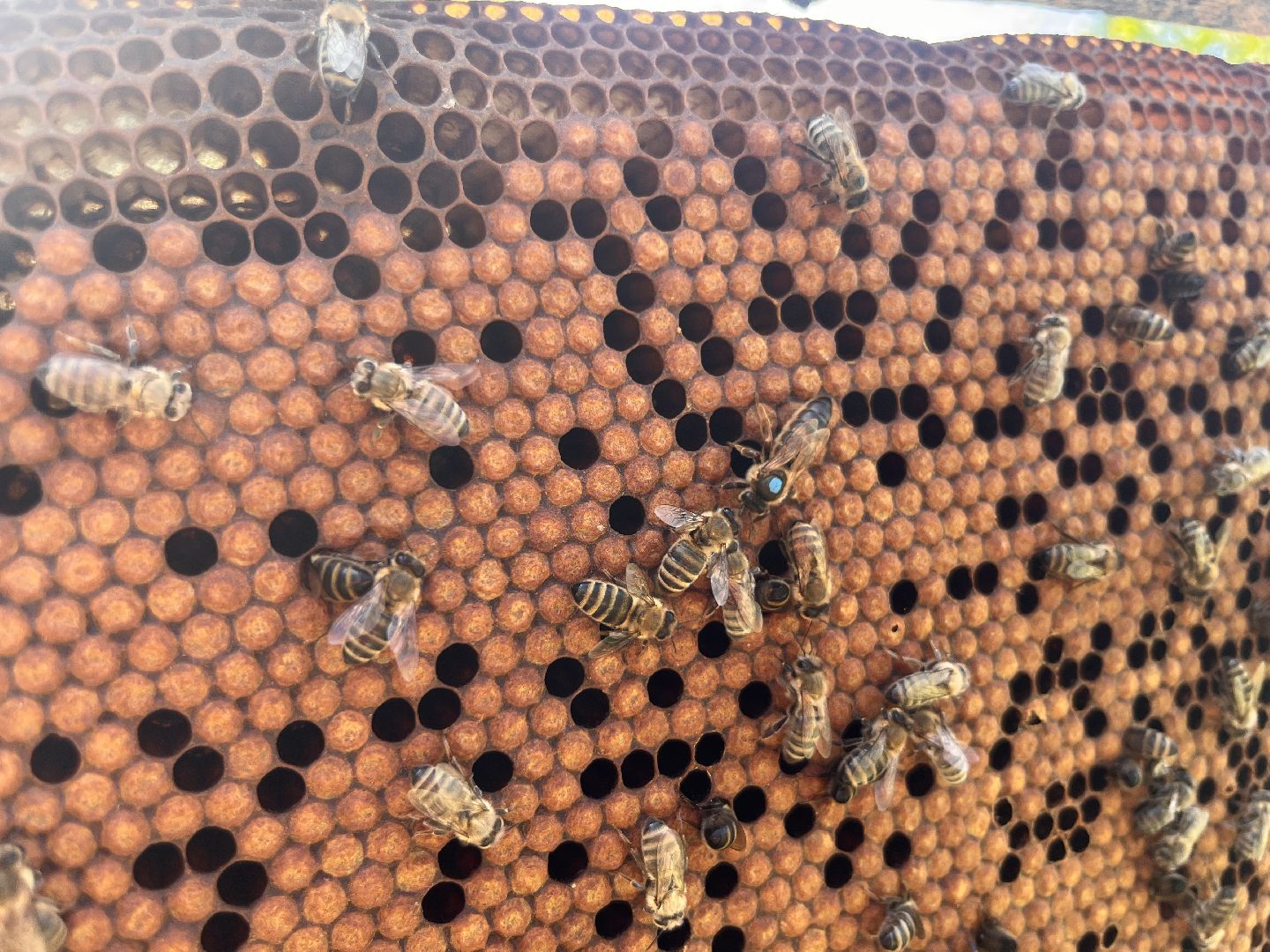 шатура, Шатура 2025, медосбор, Новости Шатуры , Шатура в лицах,