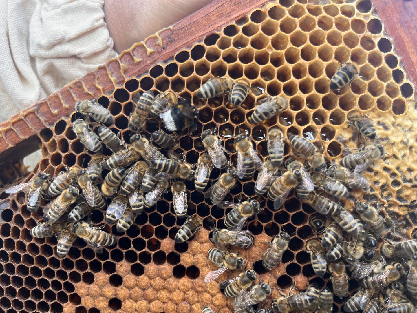 шатура, Шатура 2025, медосбор, Новости Шатуры , Шатура в лицах,