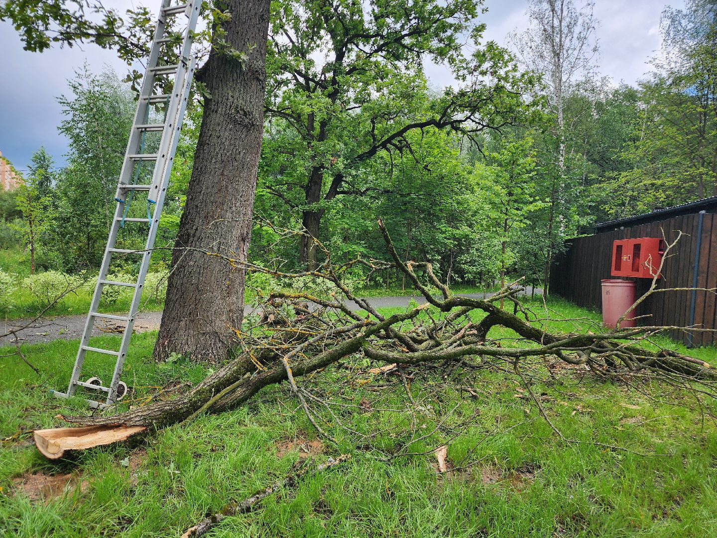 фрязино, опил деревьев, очистка пруда, лесопарк,
