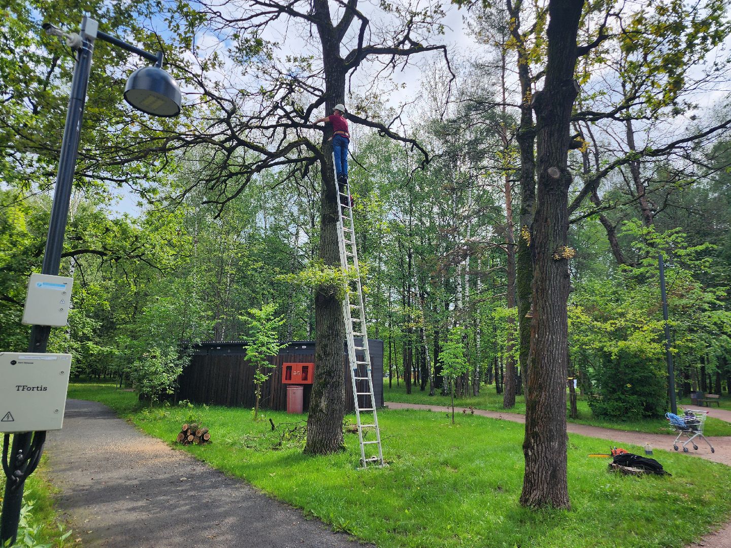 фрязино, опил деревьев, очистка пруда, лесопарк,