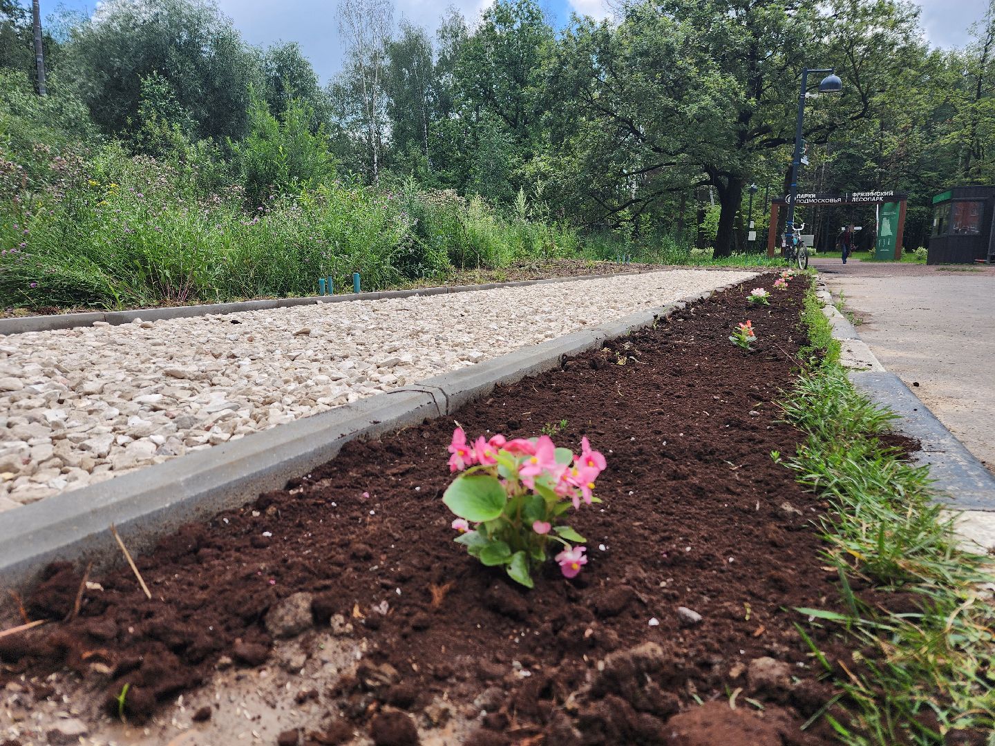 фрязино, опил деревьев, очистка пруда, лесопарк,