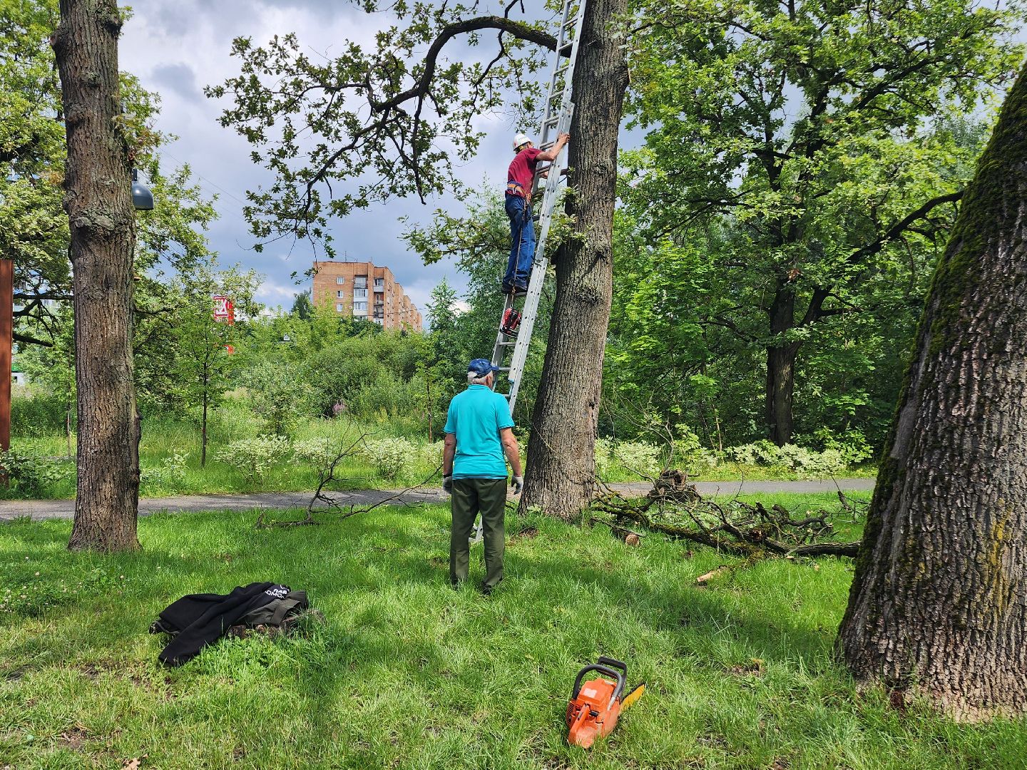 фрязино, опил деревьев, очистка пруда, лесопарк,