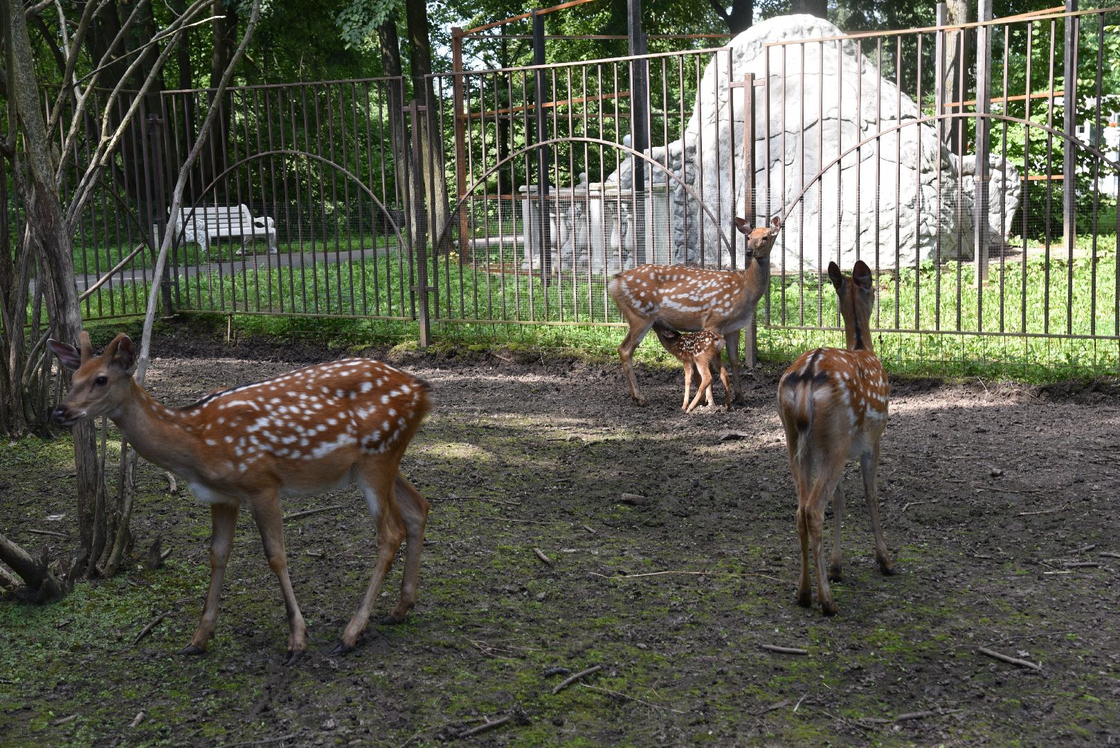 лотошино, лотошинский парк, олени, животные, парки подмосковья,
