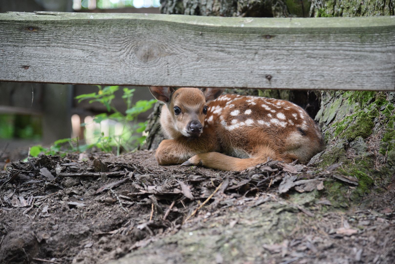 лотошино, лотошинский парк, олени, животные, парки подмосковья,