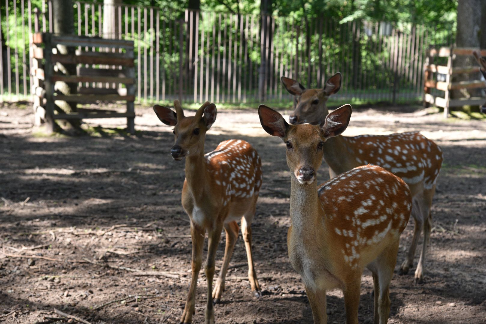 лотошино, лотошинский парк, олени, животные, парки подмосковья,