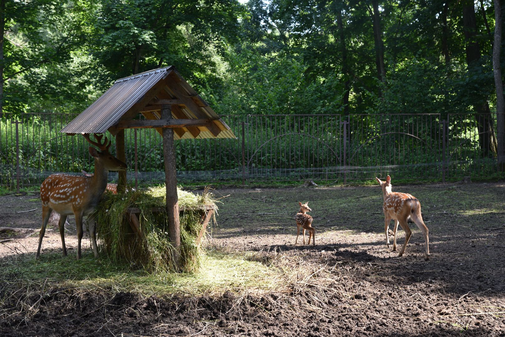 лотошино, лотошинский парк, олени, животные, парки подмосковья,