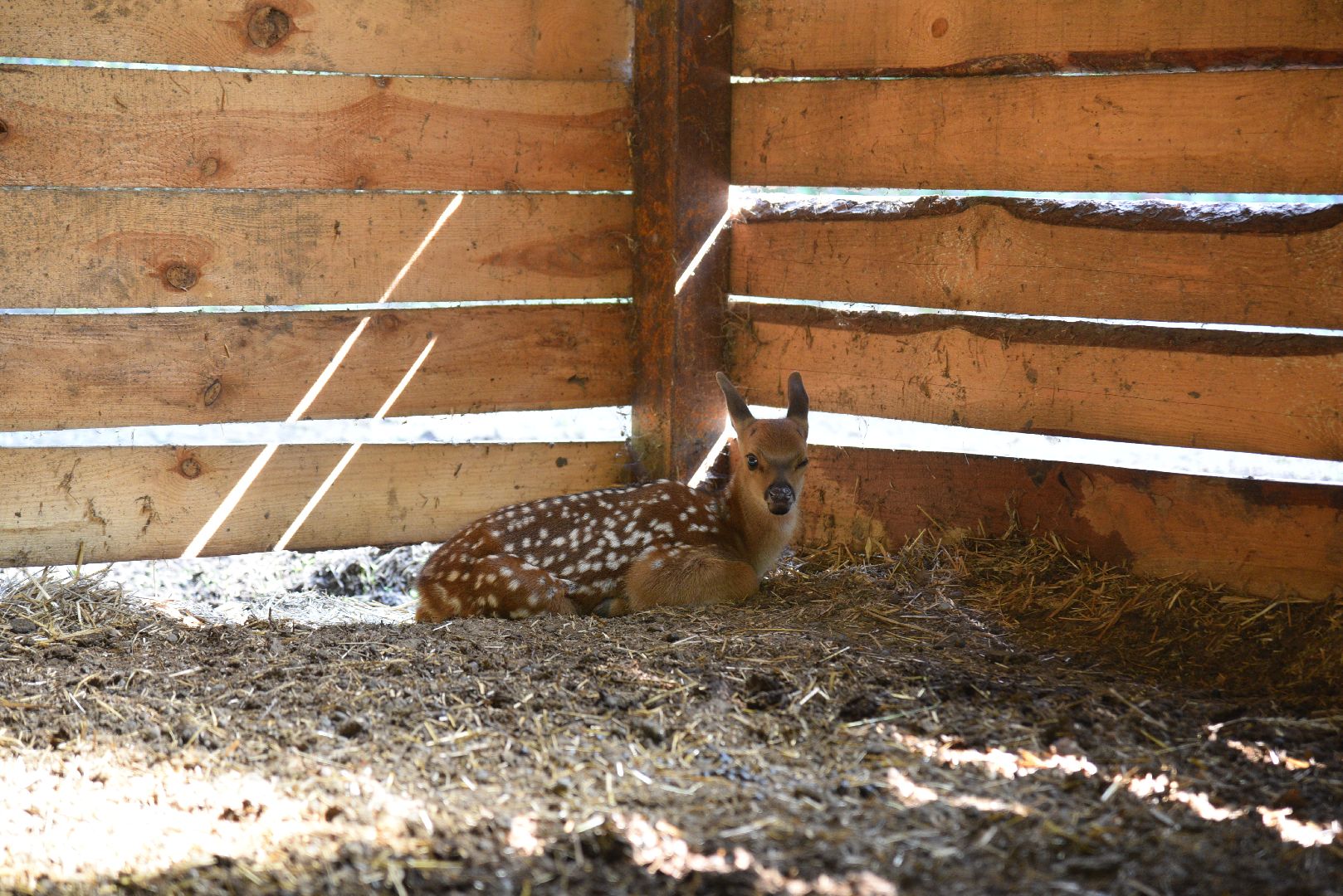лотошино, лотошинский парк, олени, животные, парки подмосковья,