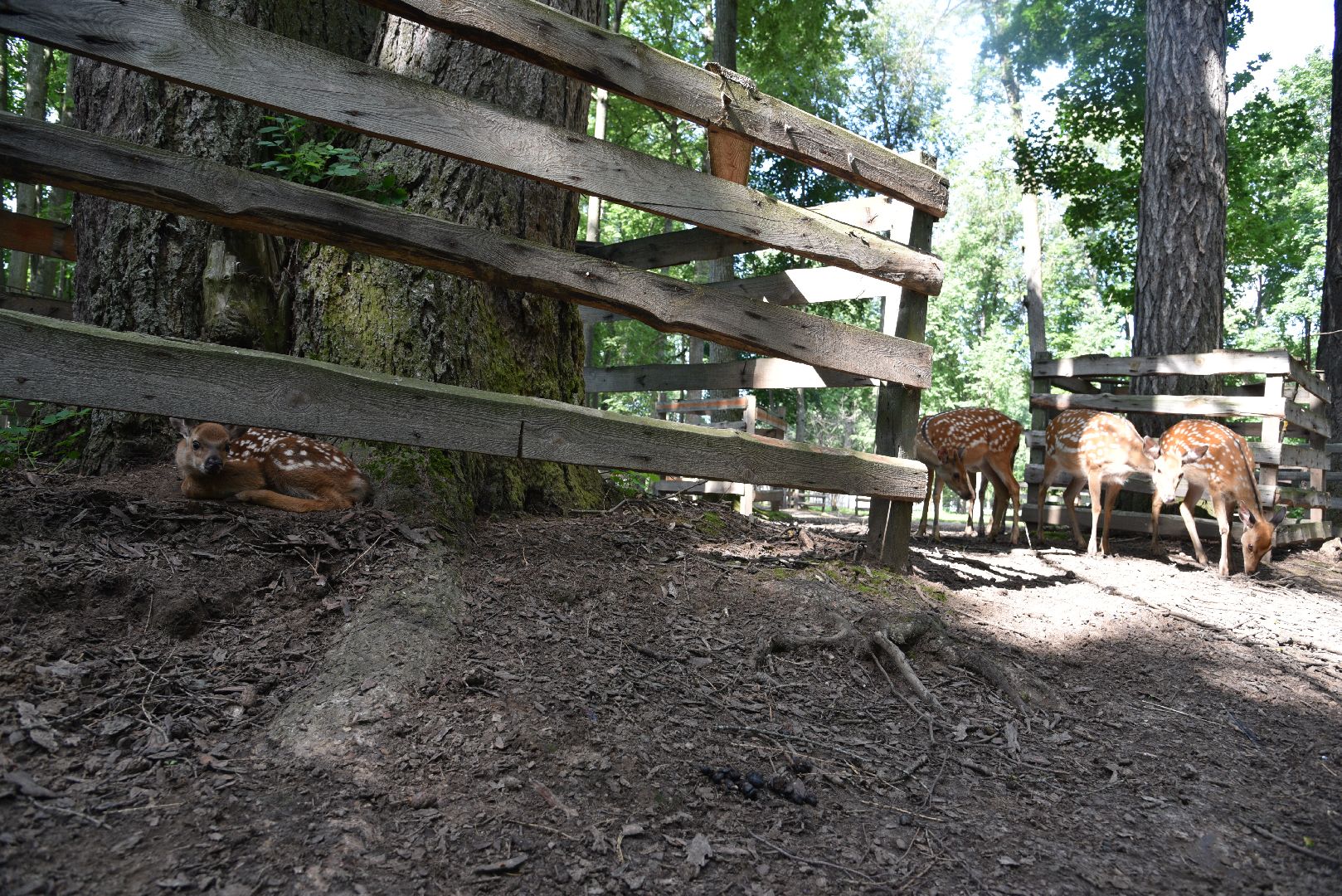 лотошино, лотошинский парк, олени, животные, парки подмосковья,