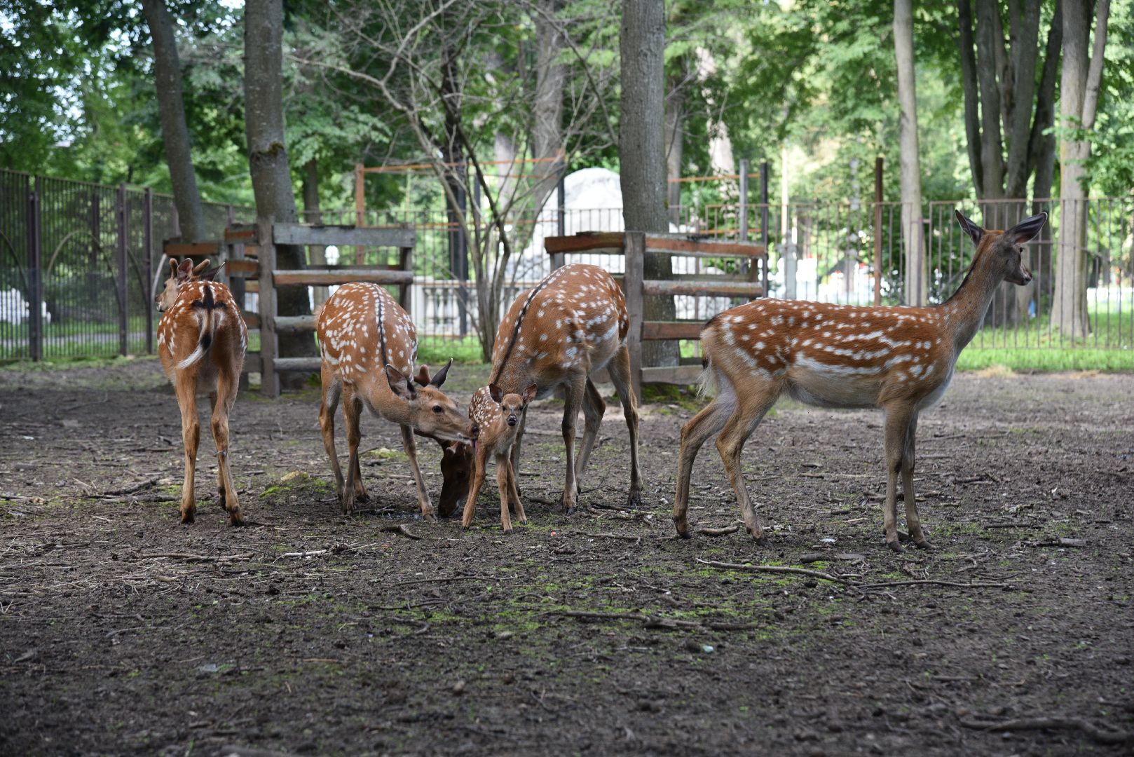 лотошино, лотошинский парк, олени, животные, парки подмосковья,