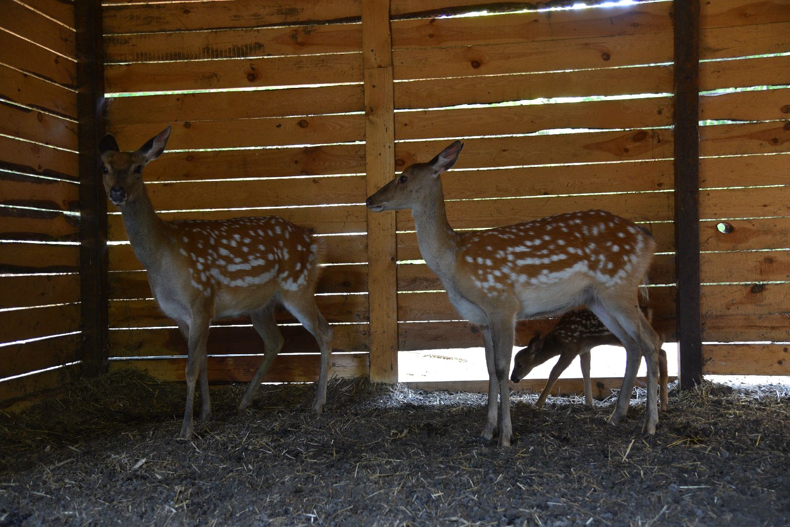 лотошино, лотошинский парк, олени, животные, парки подмосковья,