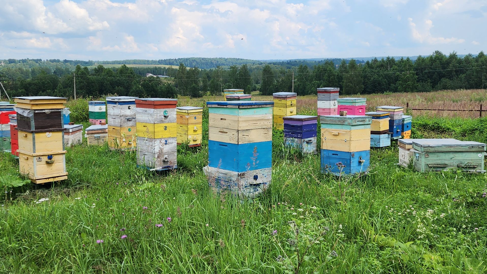 солнечногорск, деревня заовражье, пчелы, хьюман стори, пасека,