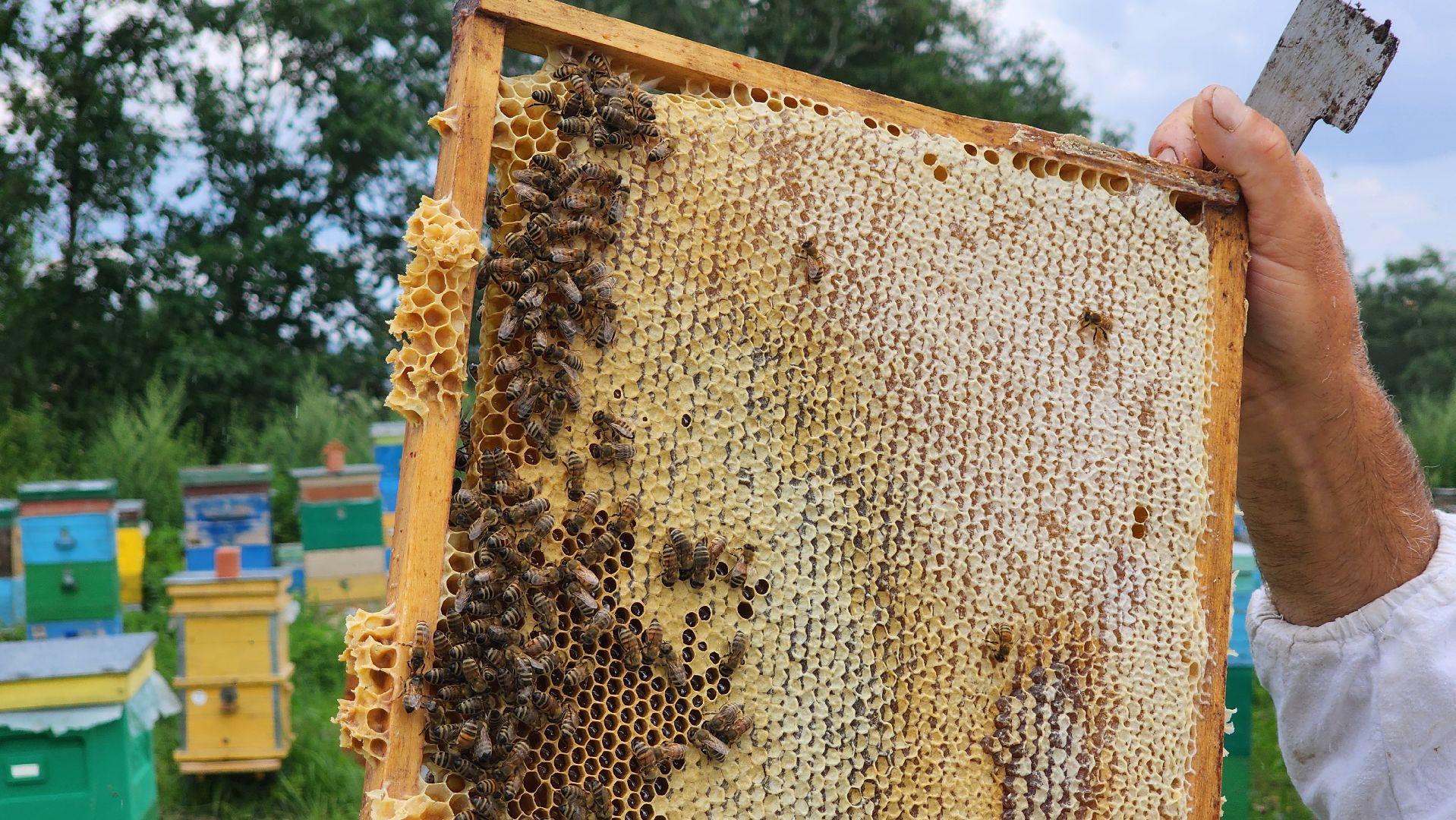 солнечногорск, деревня заовражье, пчелы, хьюман стори, пасека,