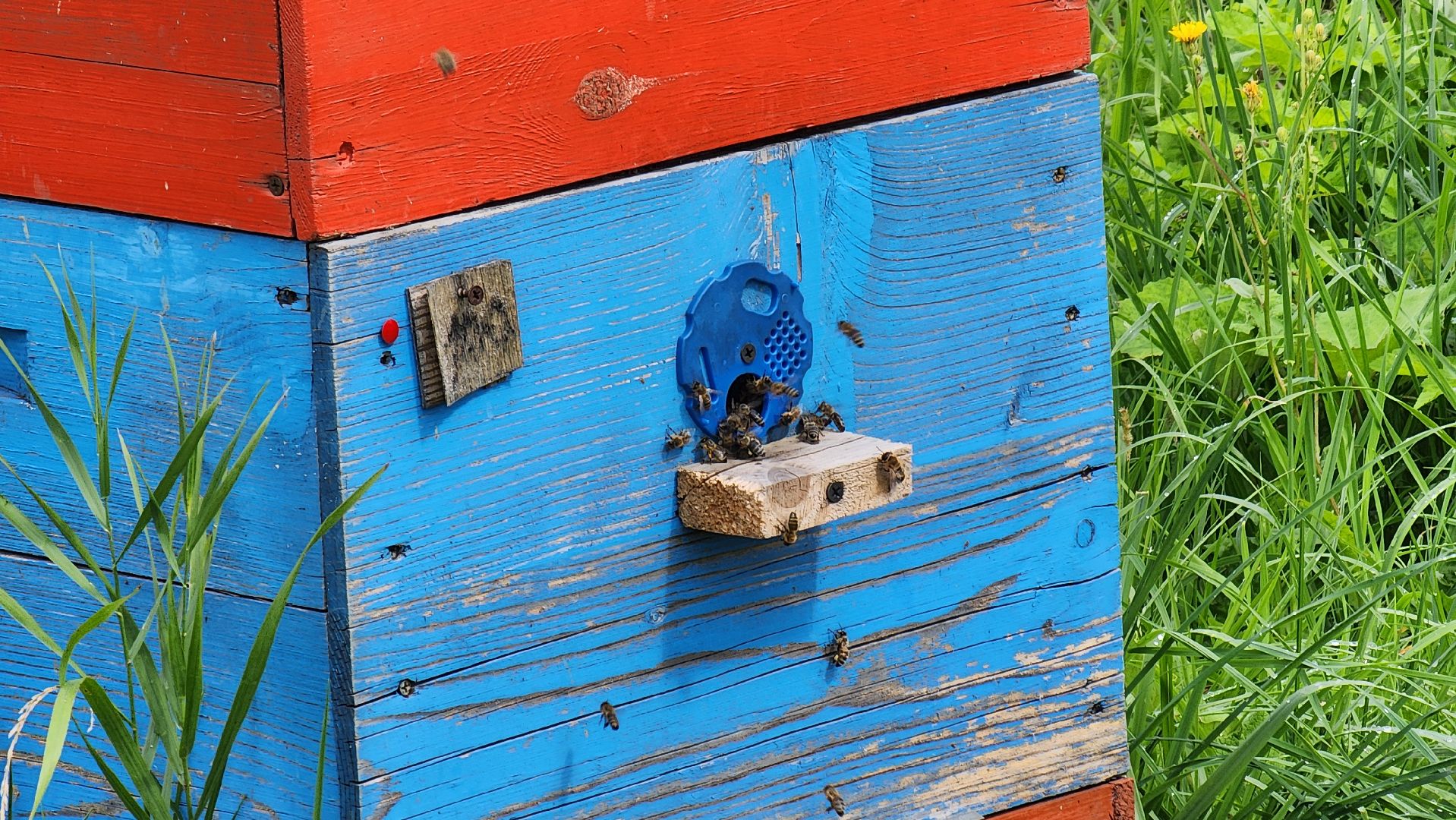 солнечногорск, деревня заовражье, пчелы, хьюман стори, пасека,