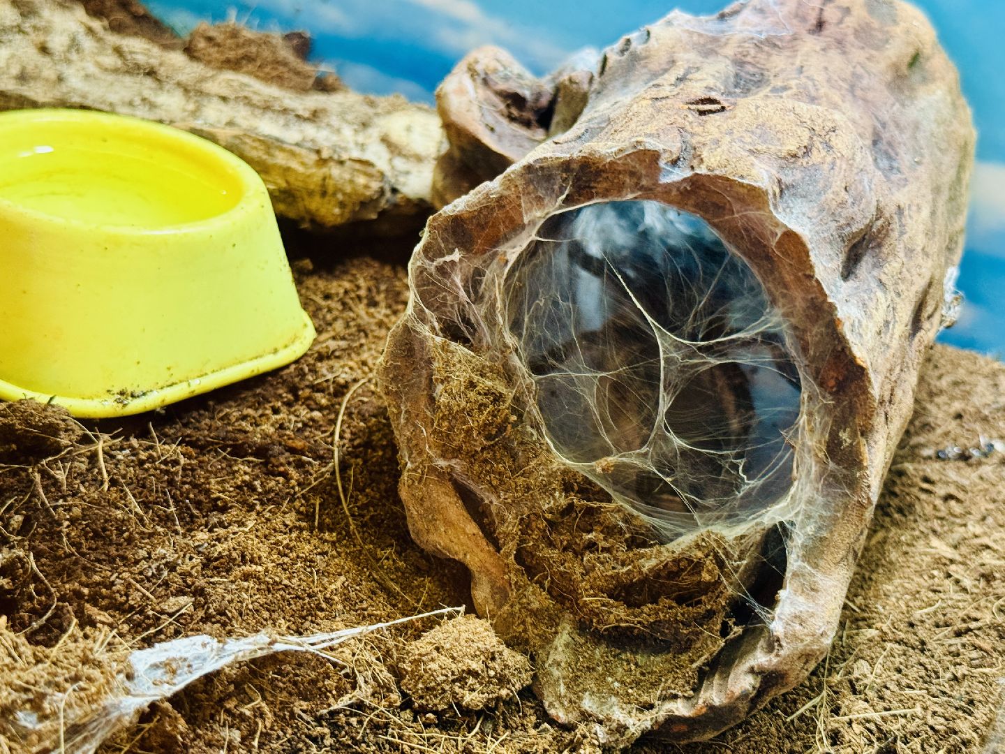 раменское, выставка пауков, куда поехать на выходные, туризм в раменском,