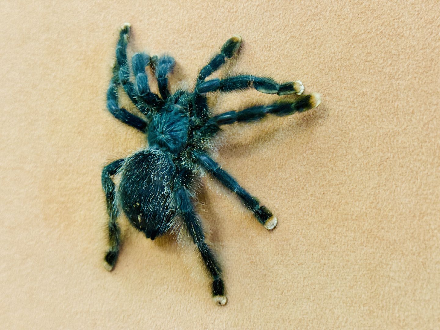 раменское, выставка пауков, куда поехать на выходные, туризм в раменском,