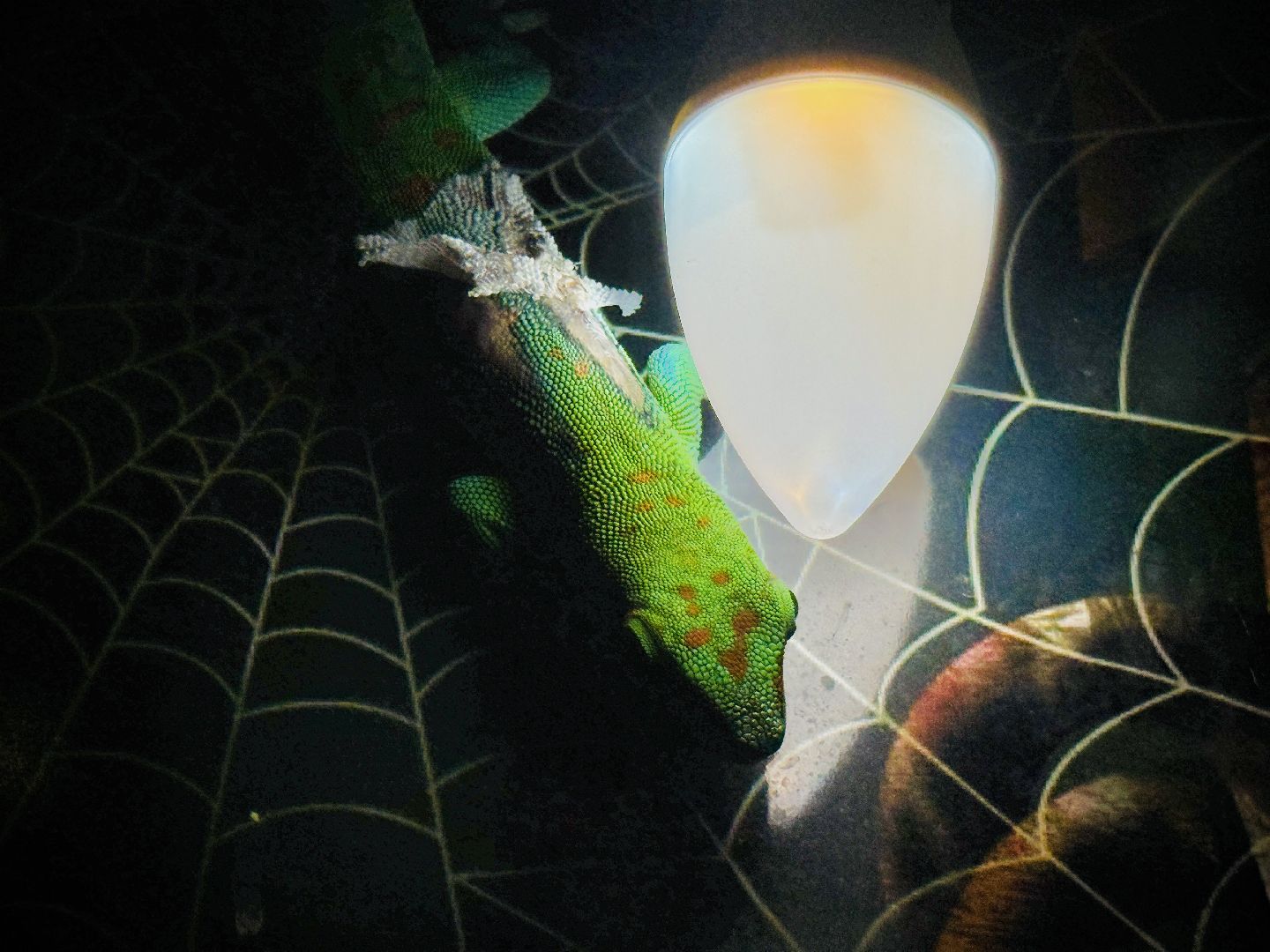 раменское, выставка пауков, куда поехать на выходные, туризм в раменском,