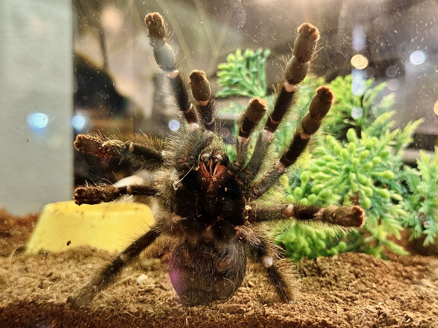 раменское, выставка пауков, куда поехать на выходные, туризм в раменском,