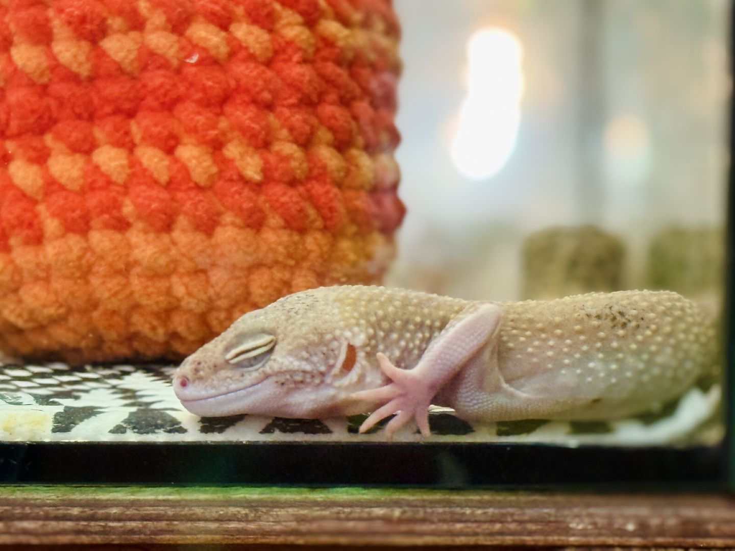 раменское, выставка пауков, куда поехать на выходные, туризм в раменском,