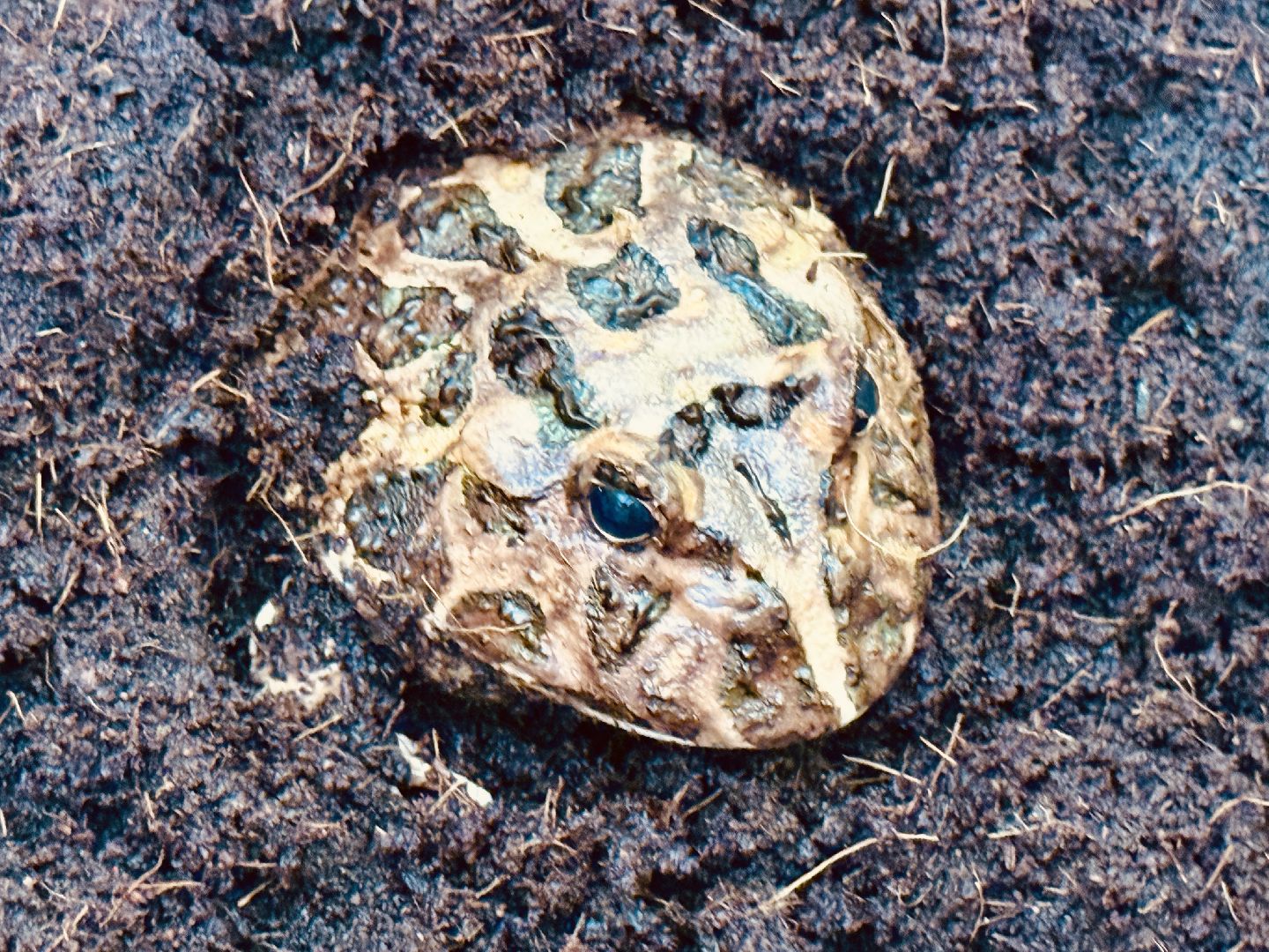 раменское, выставка пауков, куда поехать на выходные, туризм в раменском,