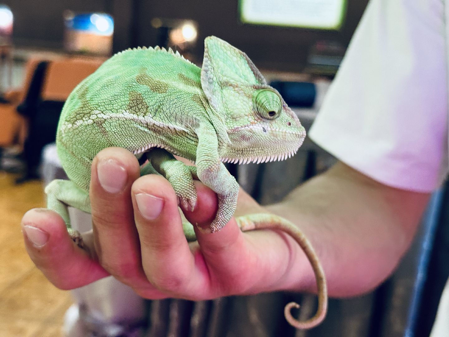раменское, выставка пауков, куда поехать на выходные, туризм в раменском,