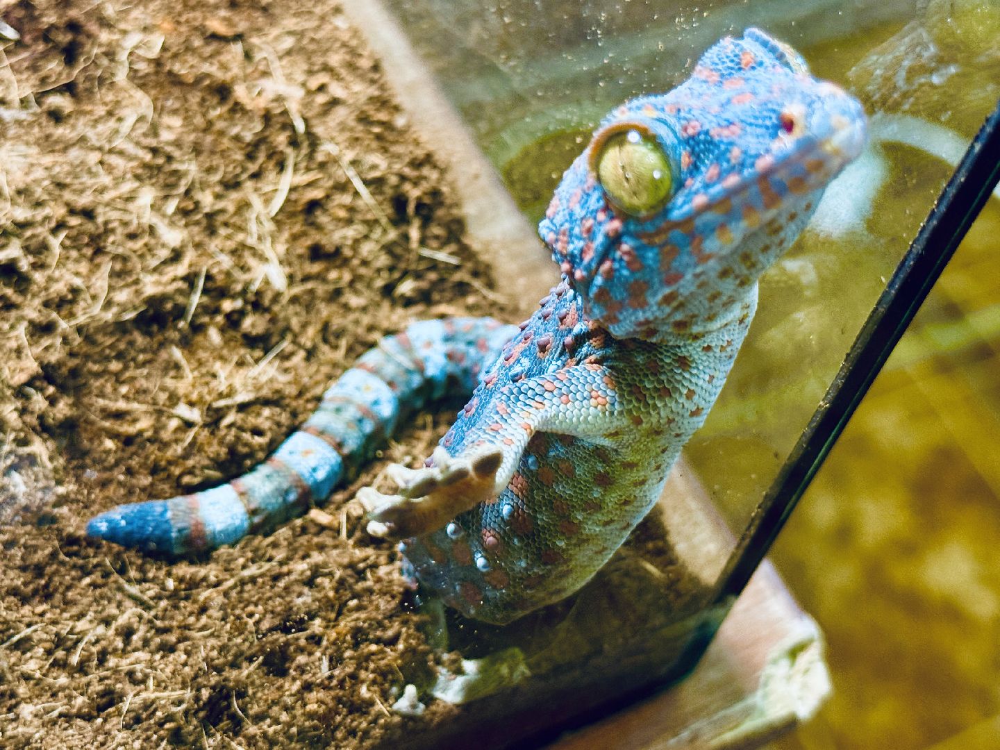 раменское, выставка пауков, куда поехать на выходные, туризм в раменском,