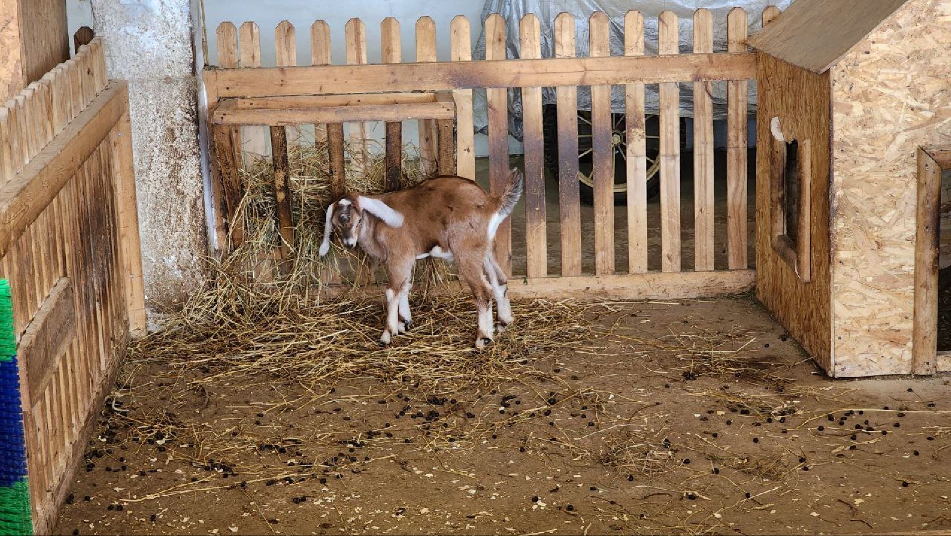 Дмитров, Зооферма Шихово, Туризм,