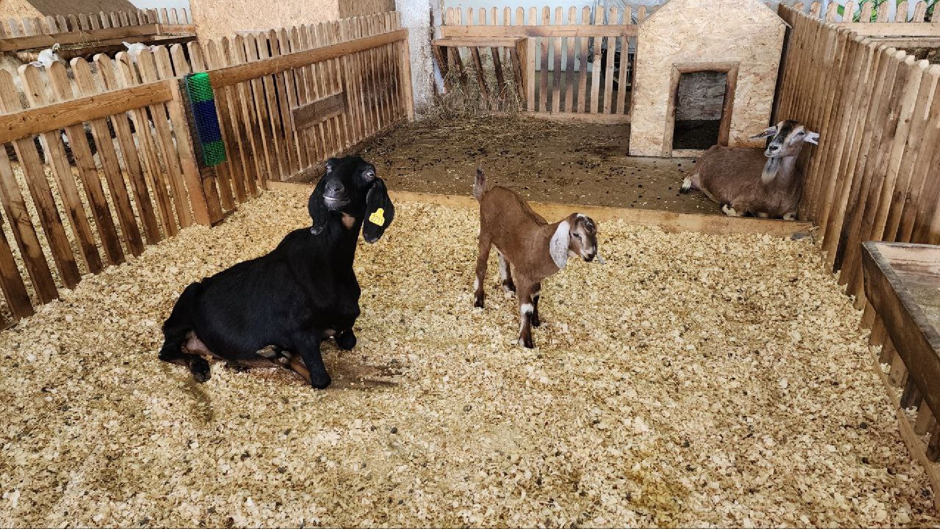 Дмитров, Зооферма Шихово, Туризм,