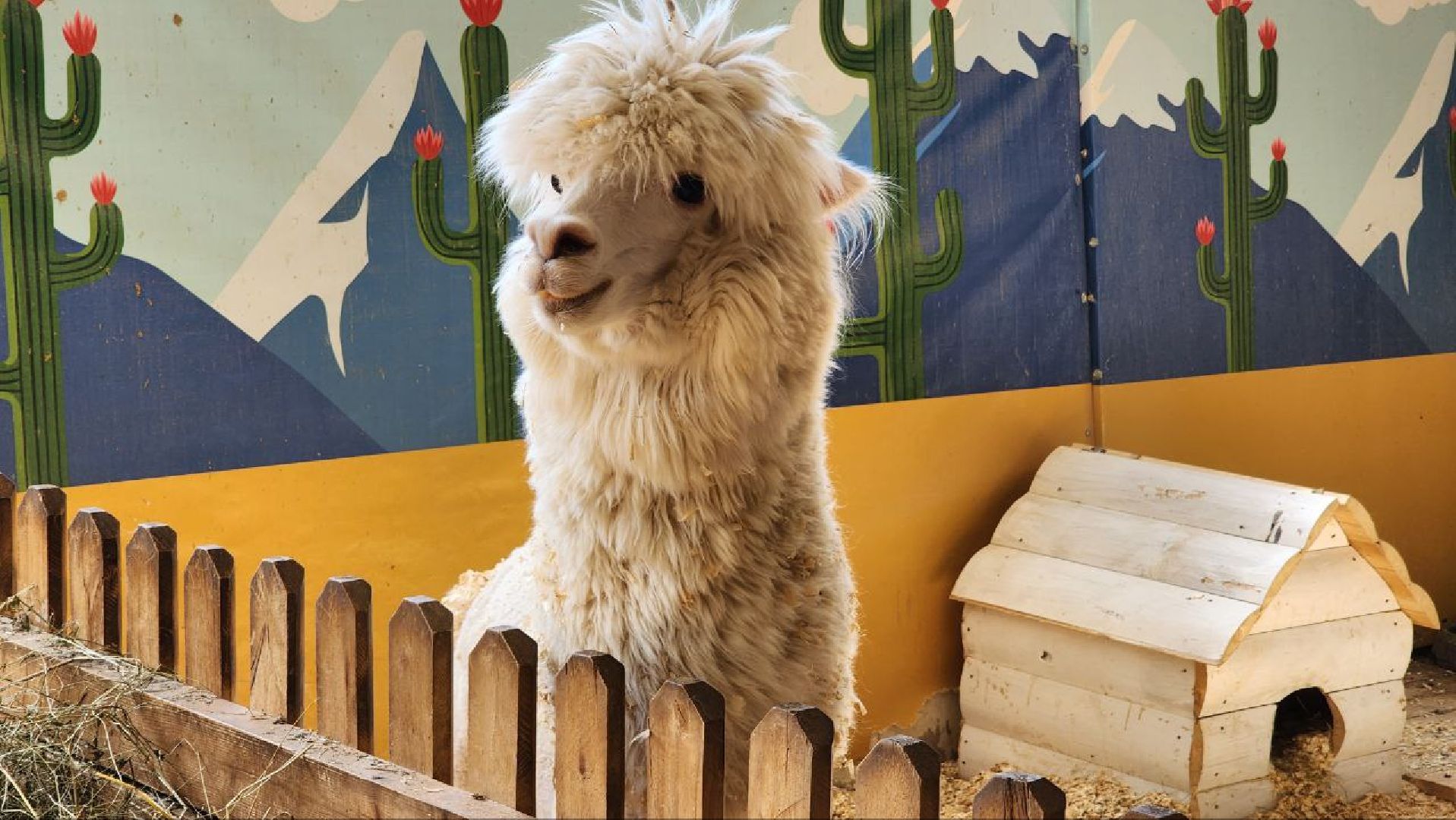 Дмитров, Зооферма Шихово, Туризм,