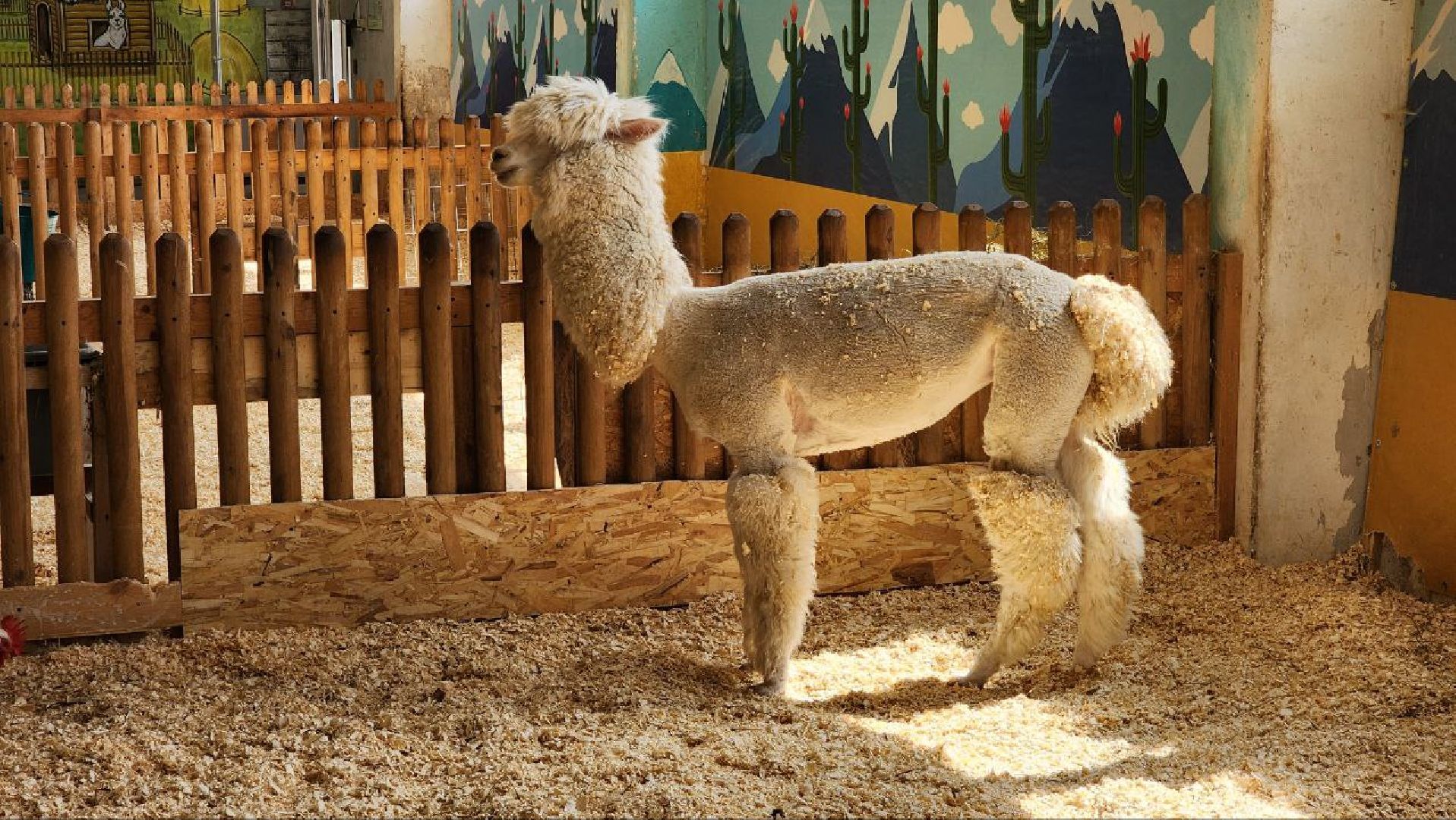 Дмитров, Зооферма Шихово, Туризм,