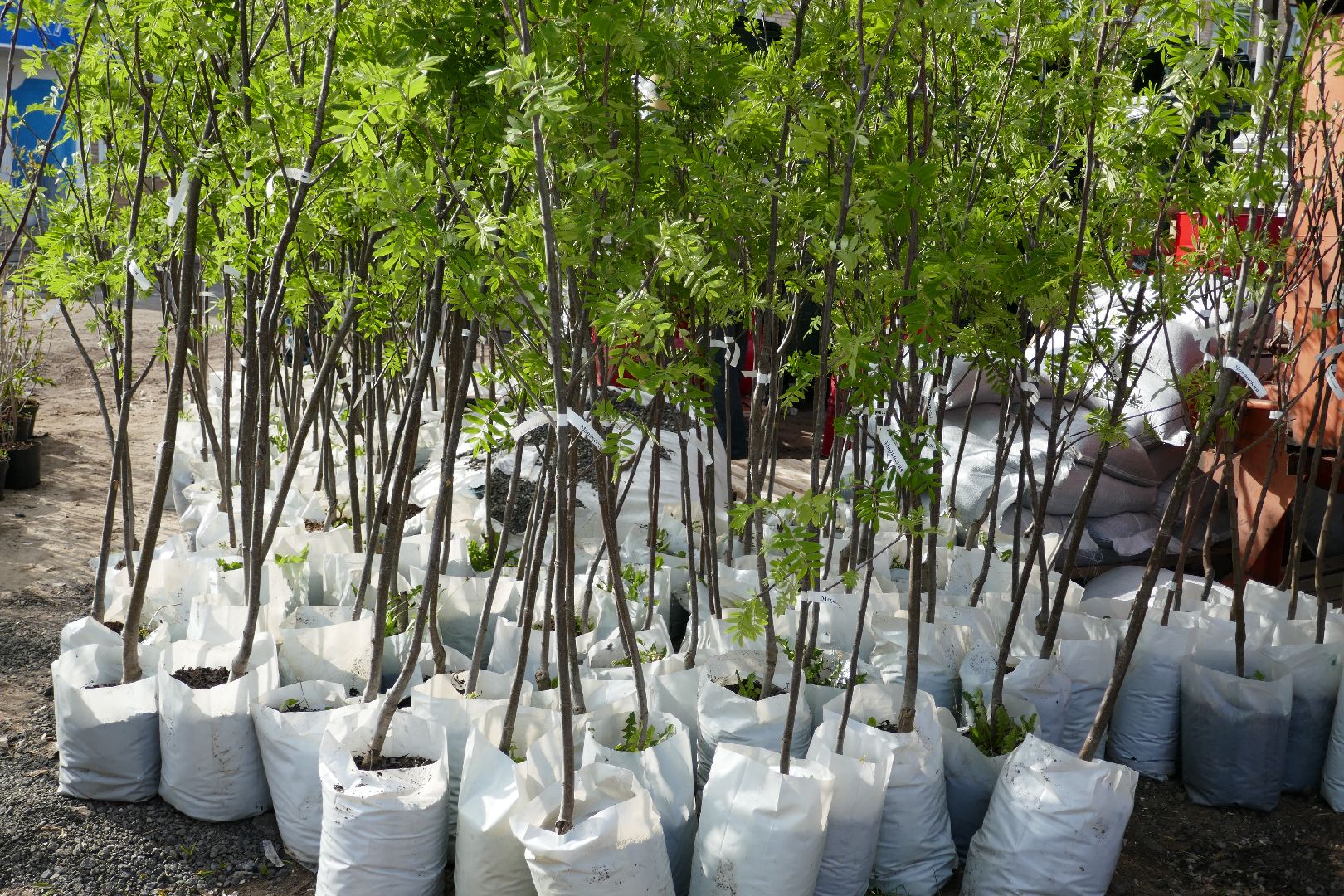 Подольск, озеленение, благоустройство, весна