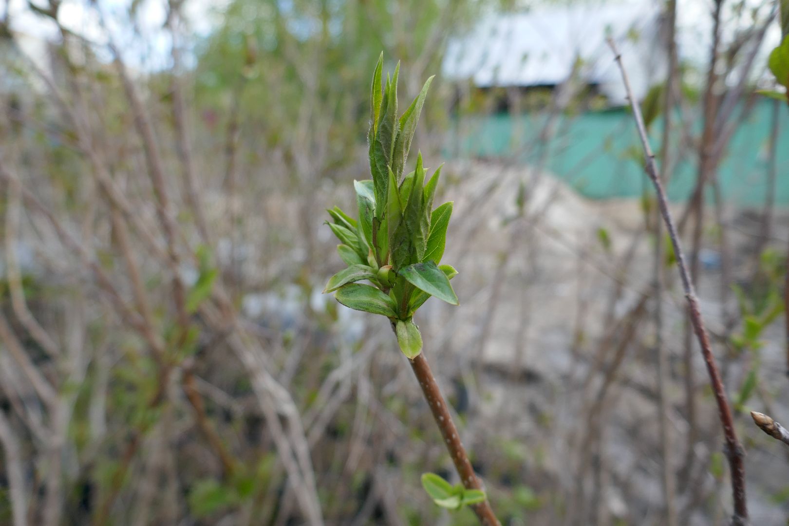 Подольск, озеленение, благоустройство, весна